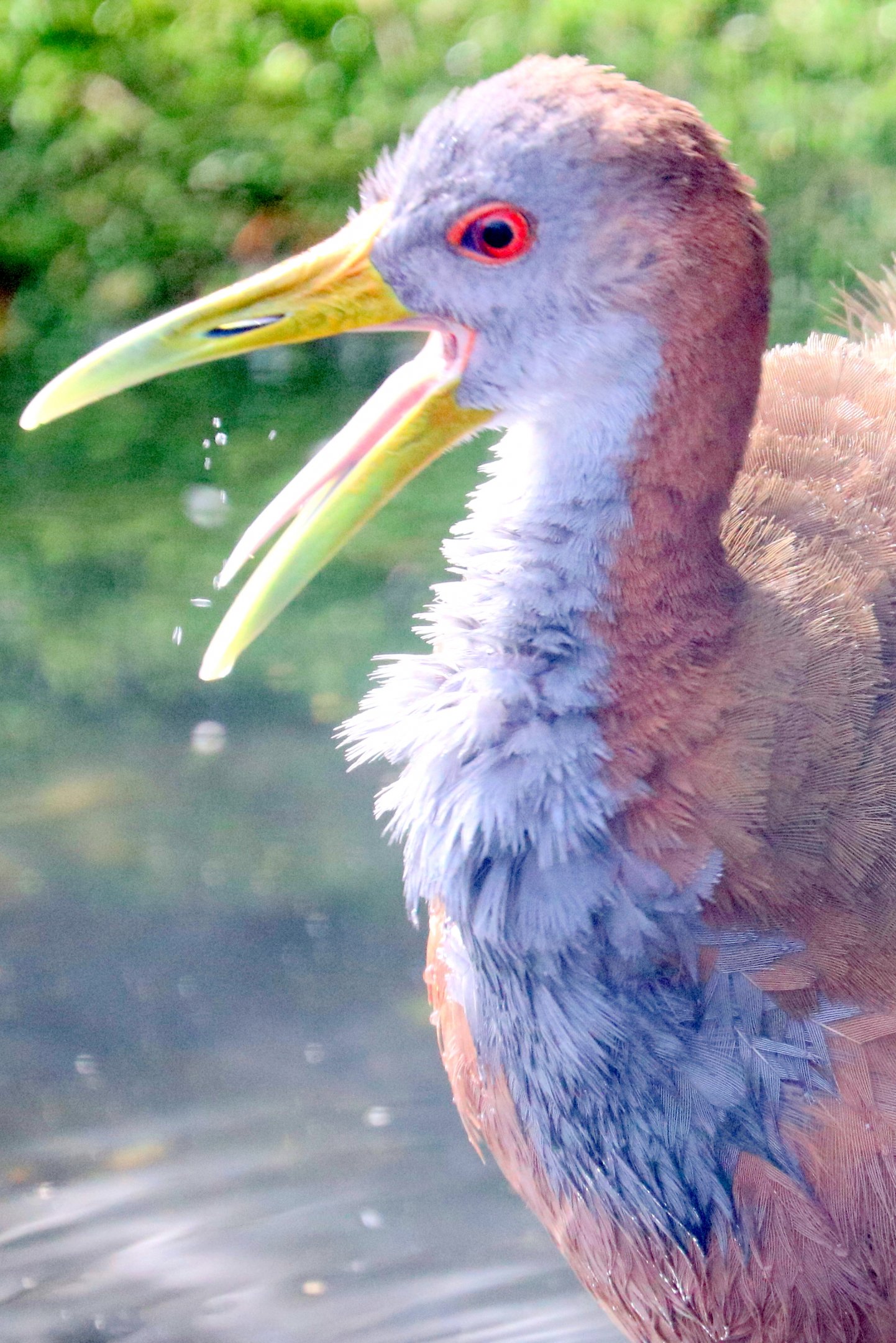 Giant wood rail; All Things Wild; 30th August 2019