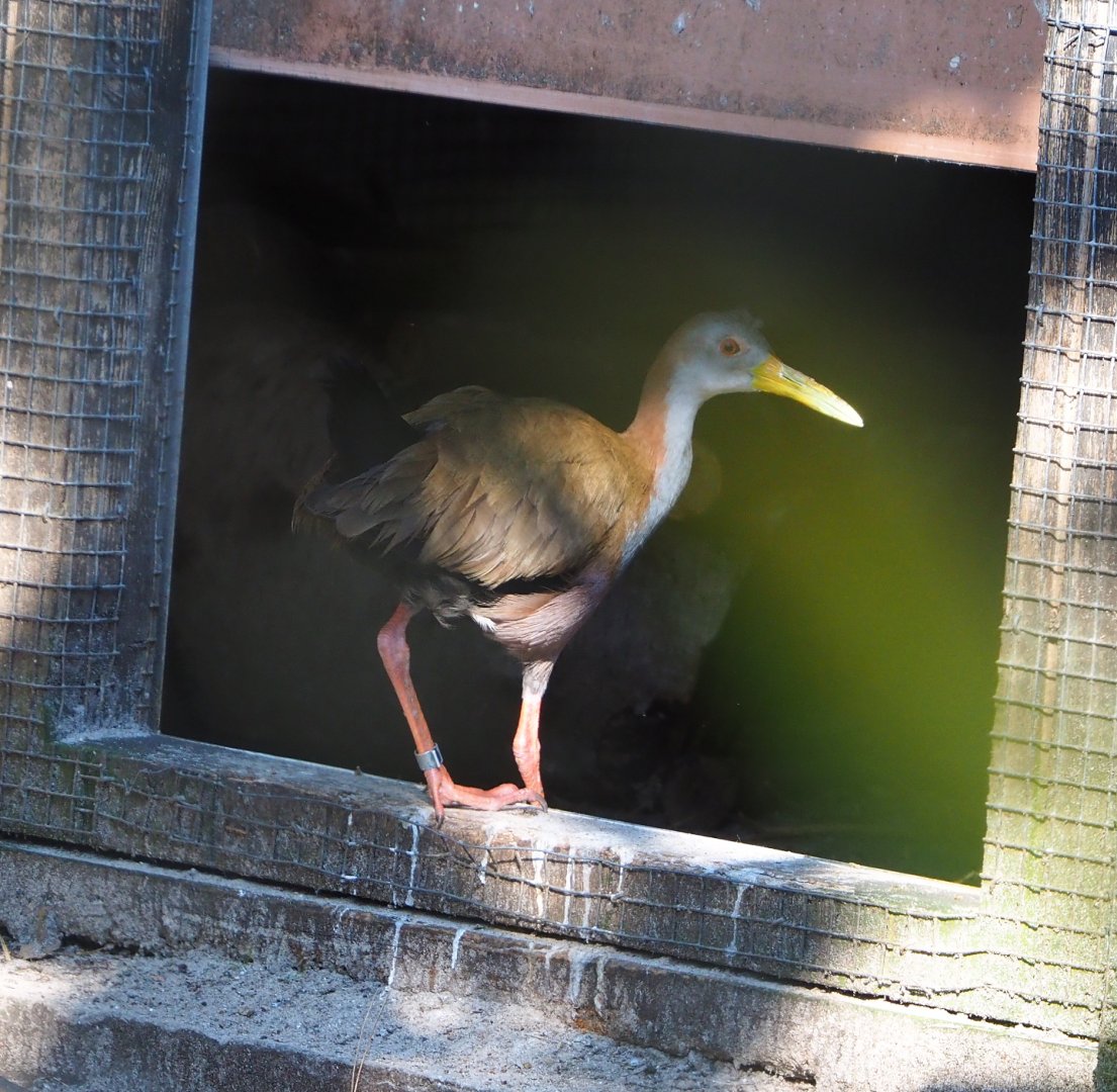 Giant wood rail (Aramides ypecaha), 2022-03-08