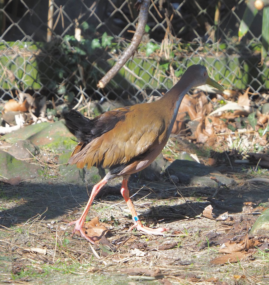 Giant wood rail (Aramides ypecaha), 2022-03-08