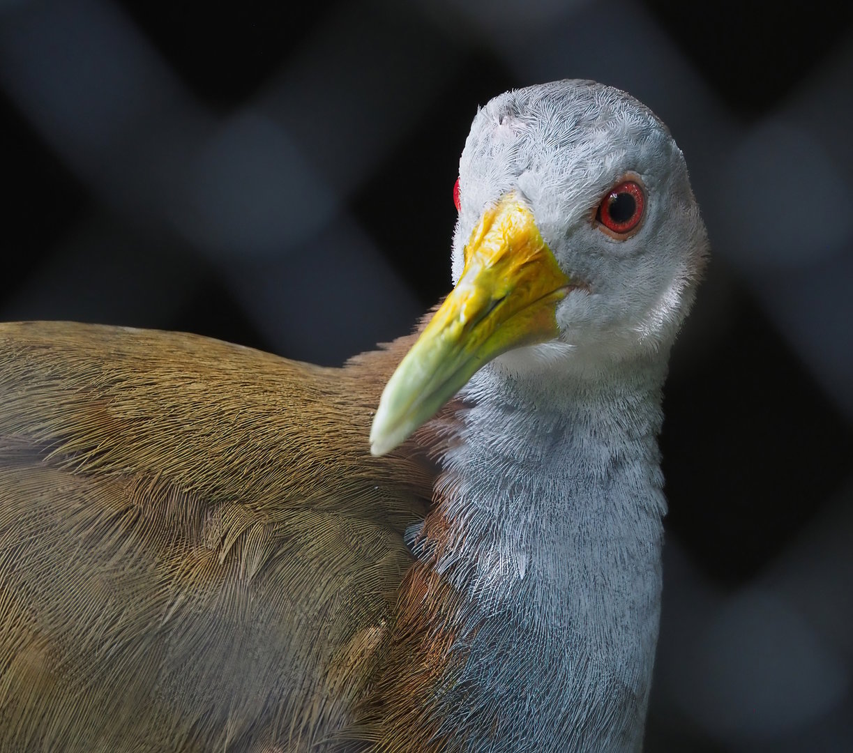 Giant wood rail (Aramides ypecaha), 2022-07-16