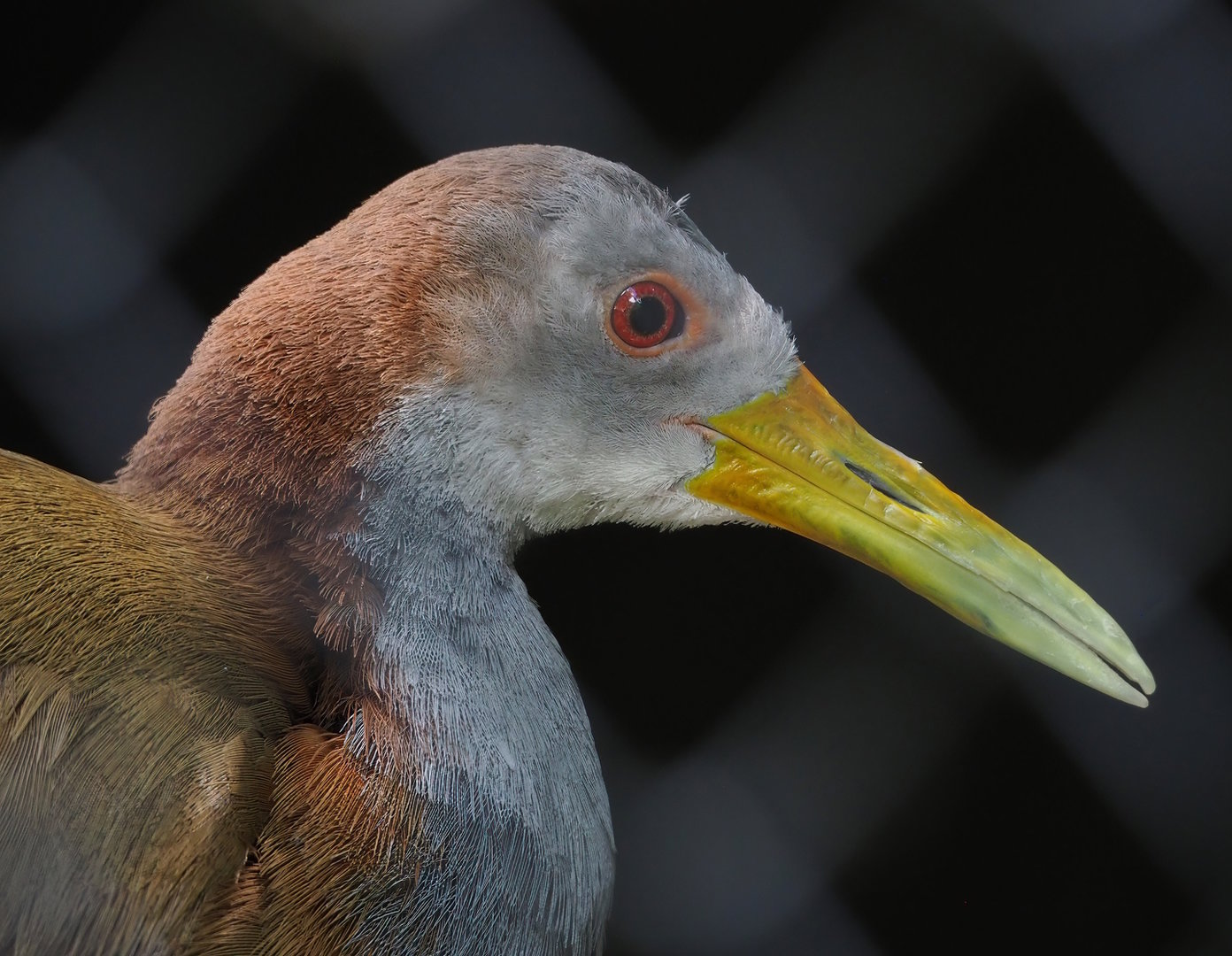 Giant wood rail (Aramides ypecaha), 2022-07-16