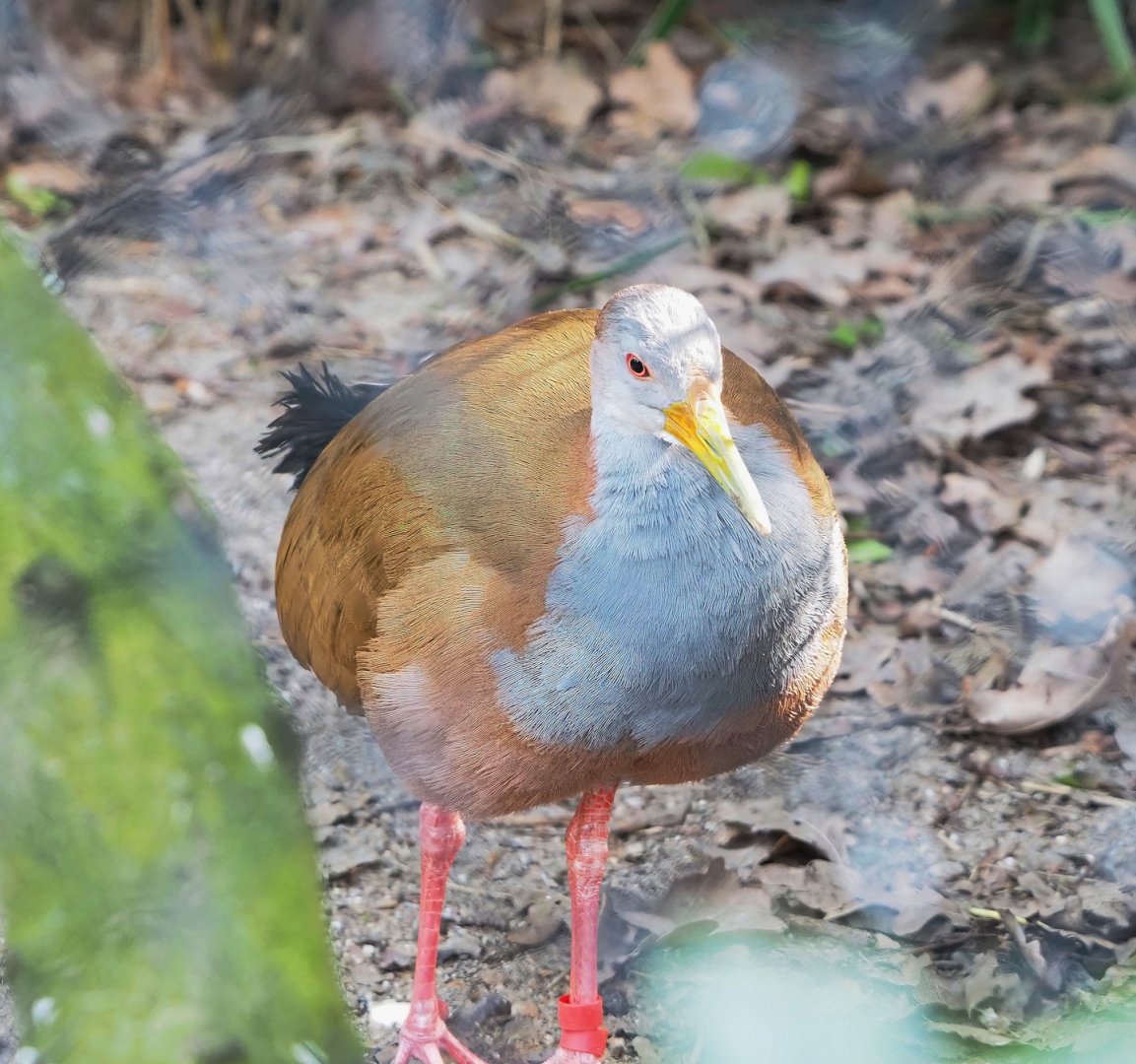 Giant wood rail (Aramides ypecaha), 2023-04-18