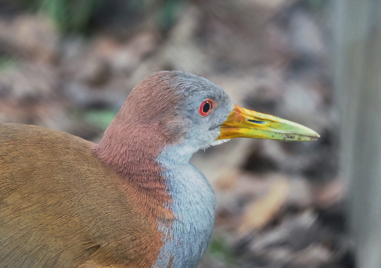 Giant wood rail (Aramides ypecaha), 2023-04-18