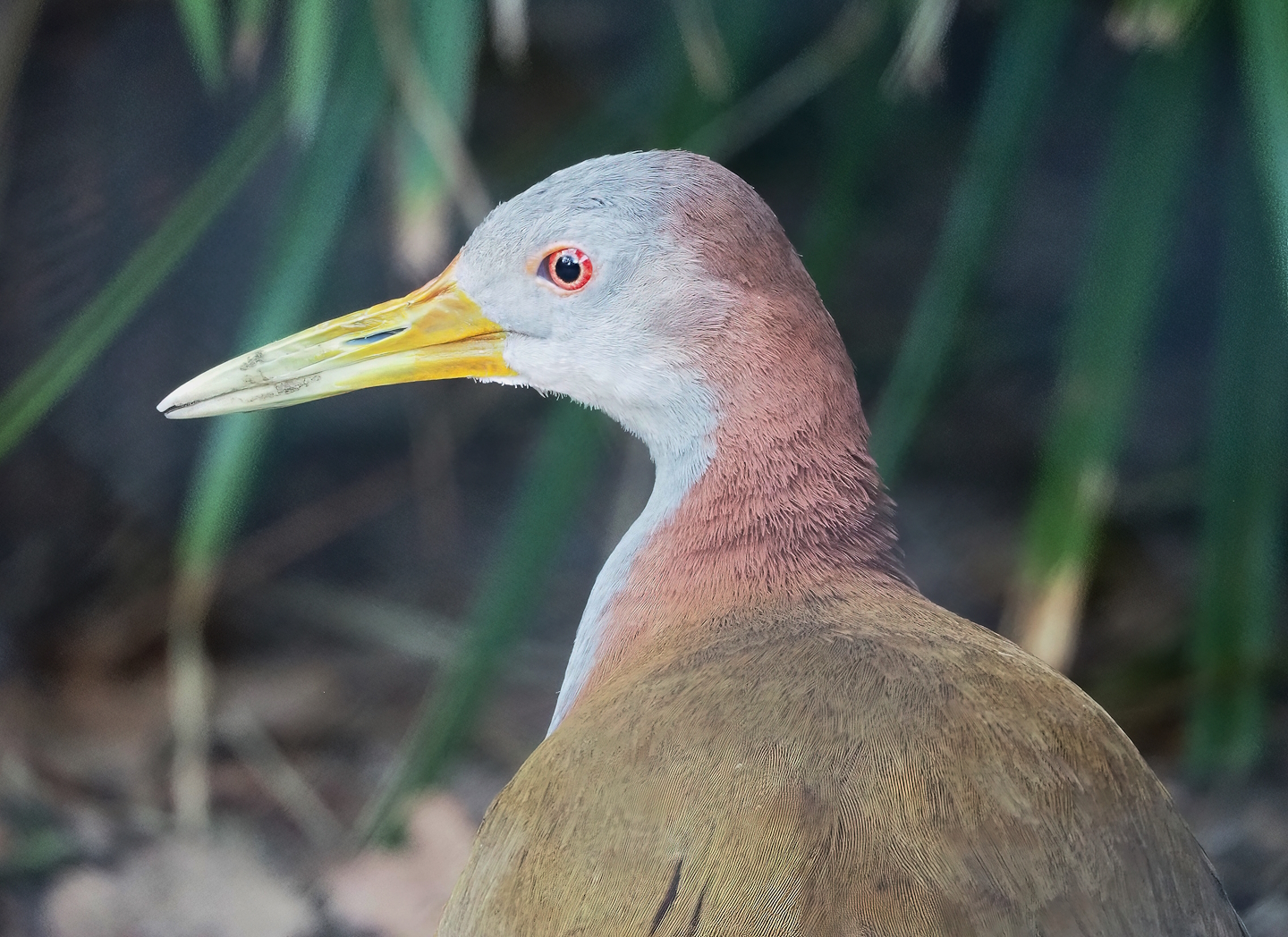 Giant wood rail (Aramides ypecaha), 2023-04-18