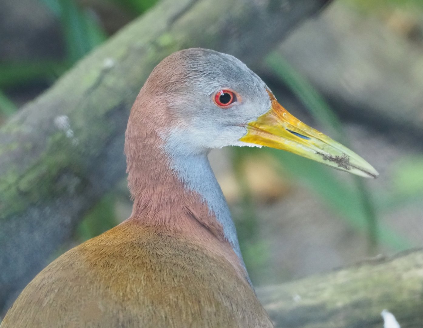 Giant wood rail (Aramides ypecaha), 2023-06-04