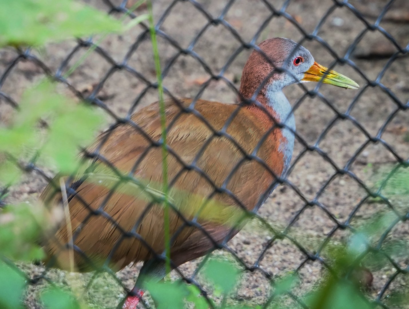 Giant wood rail (Aramides ypecaha), 2023-09-19