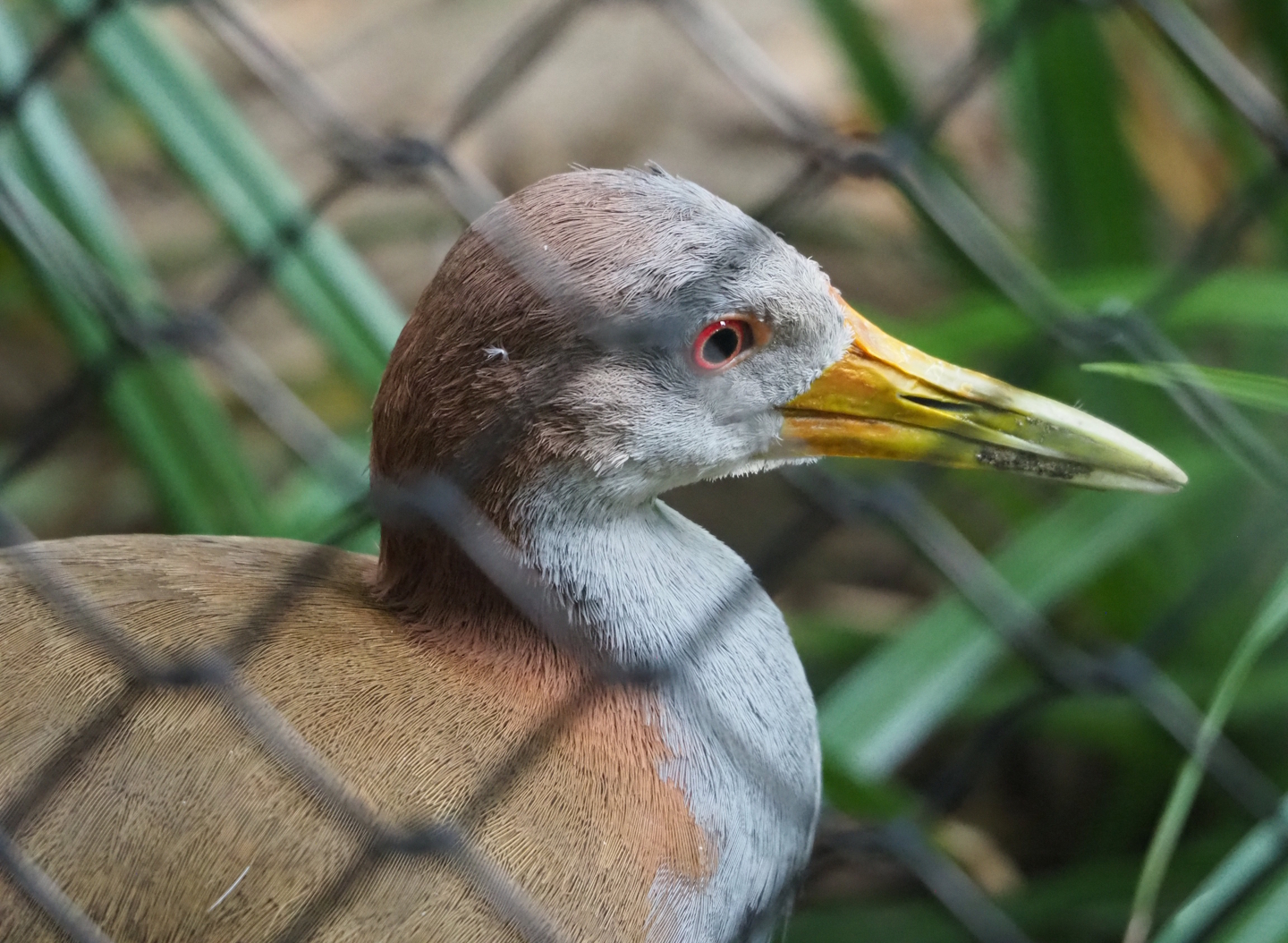 Giant wood rail (Aramides ypecaha), 2023-10-04