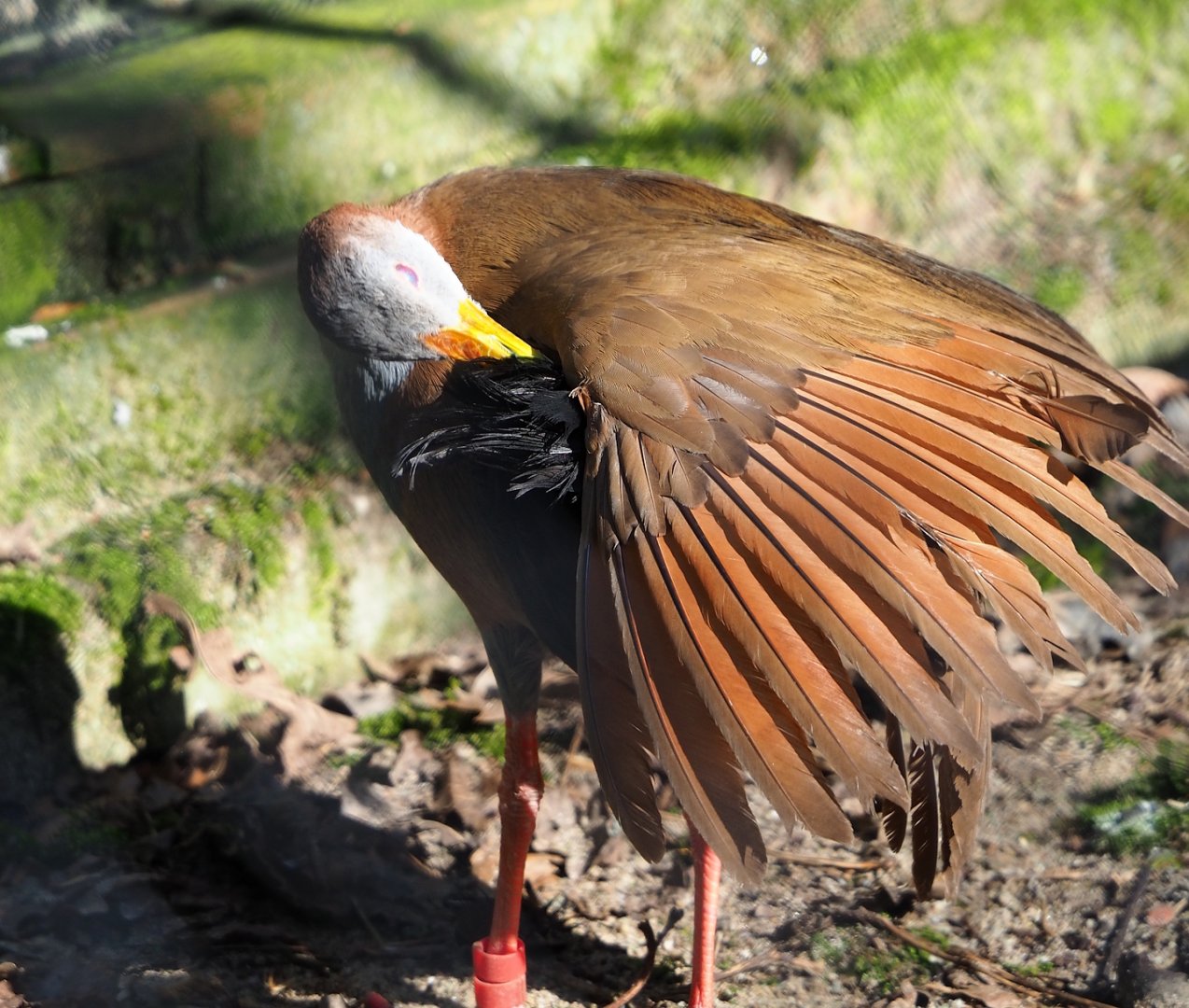 Giant wood rail (Aramides ypecaha), 2024-03-04