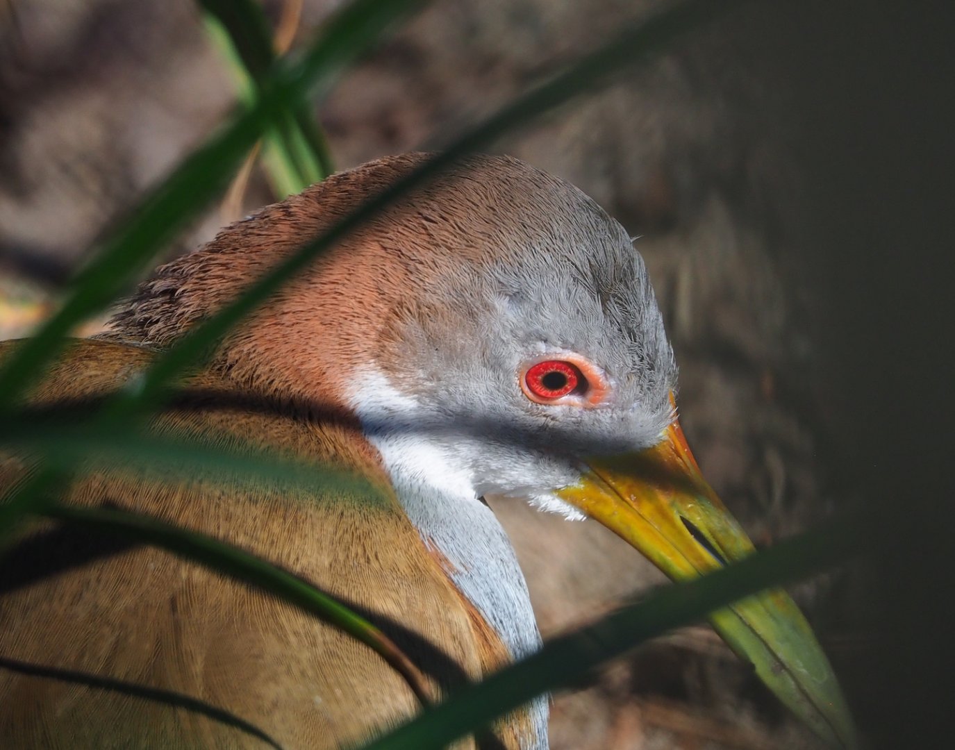 Giant wood rail (Aramides ypecaha), 2024-03-04