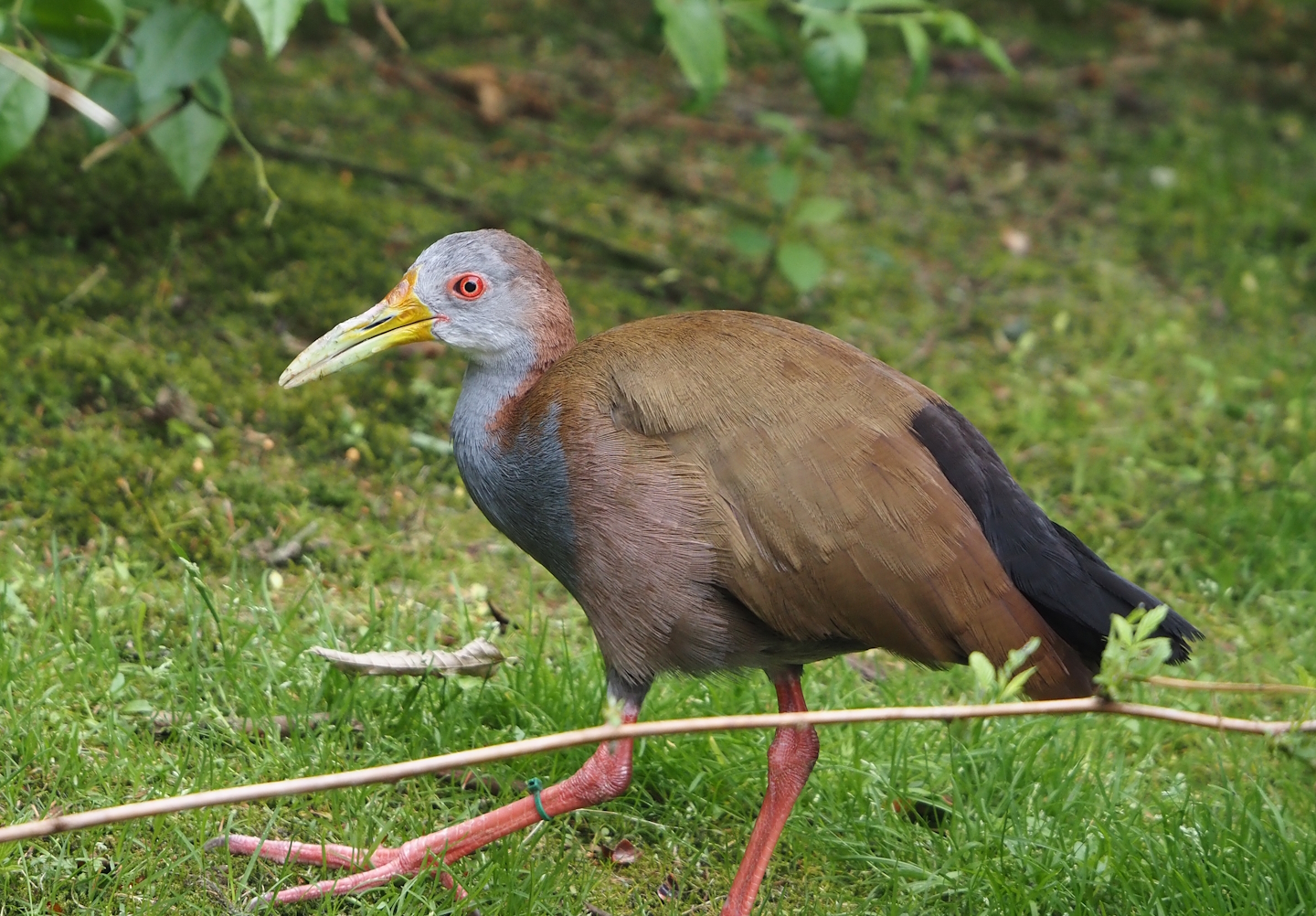 Giant wood rail (Aramides ypecaha), 2024-05-21