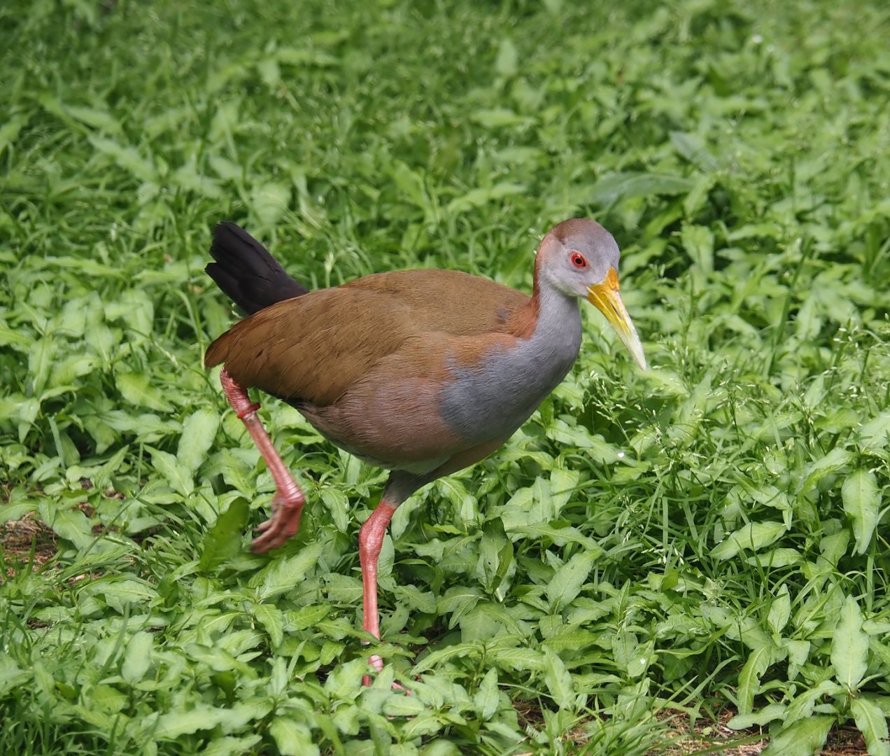 Giant wood rail (Aramides ypecaha), 2024-05-21