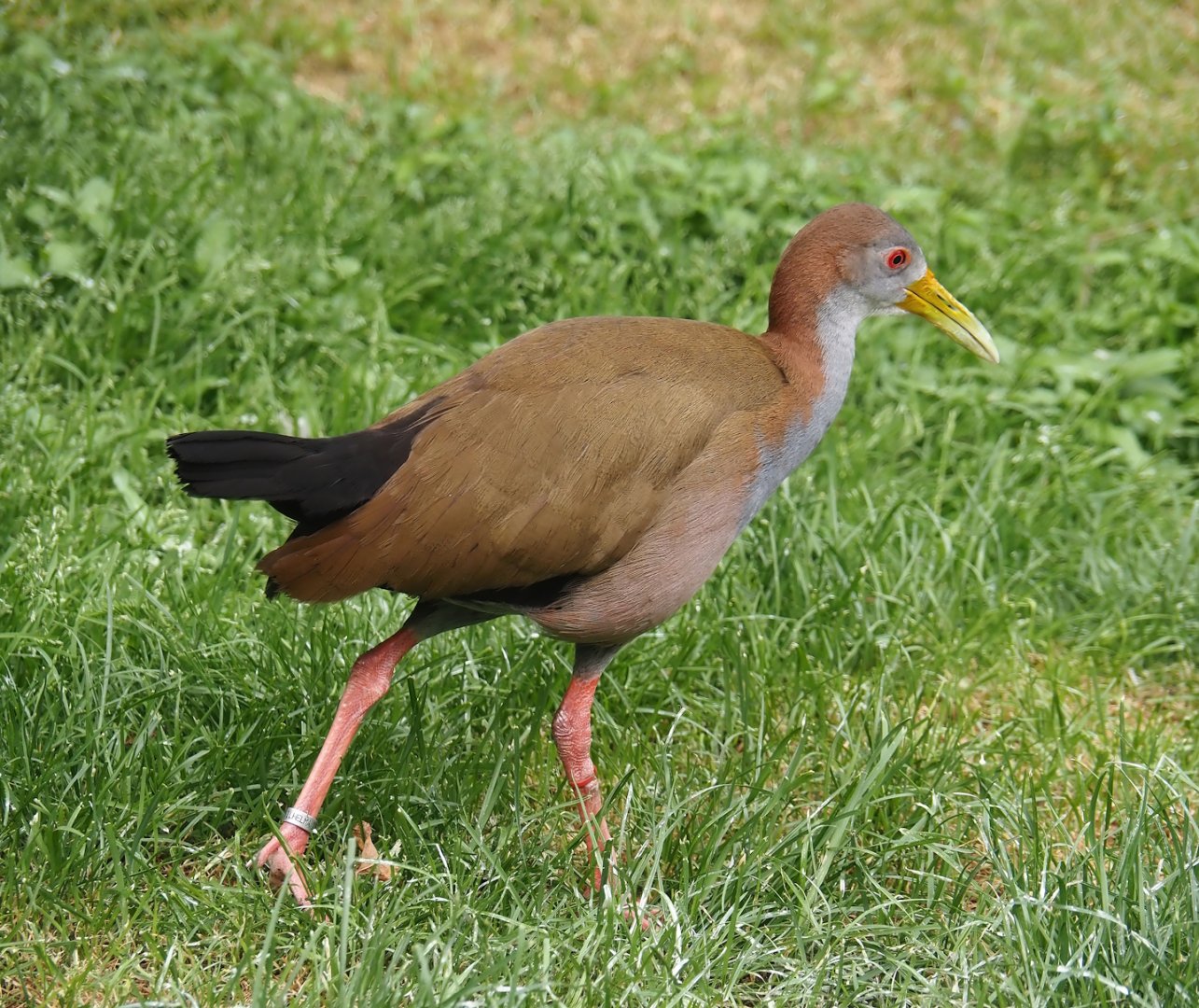 Giant wood rail (Aramides ypecaha), 2024-05-21