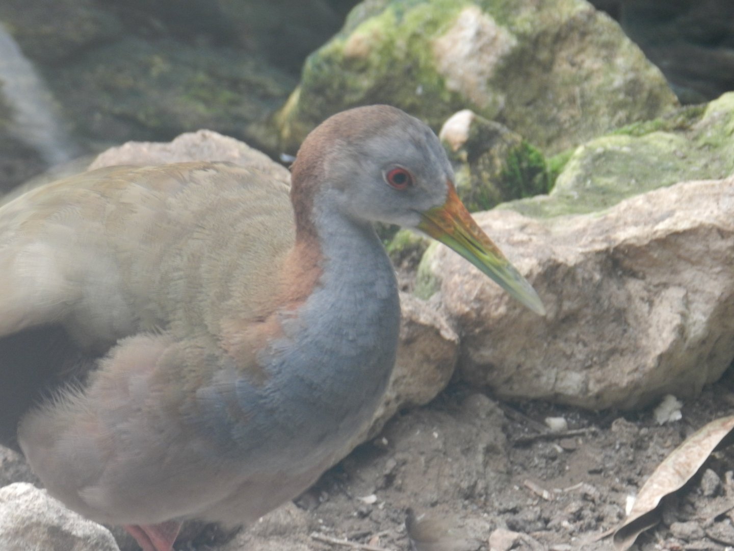 Giant Wood Rail (Aramides ypecaha) at Banham Zoo, England