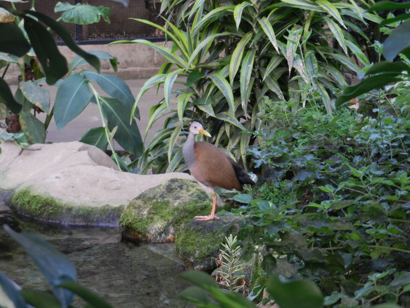 Giant Wood Rail (Aramides ypecaha) at Banham Zoo, England