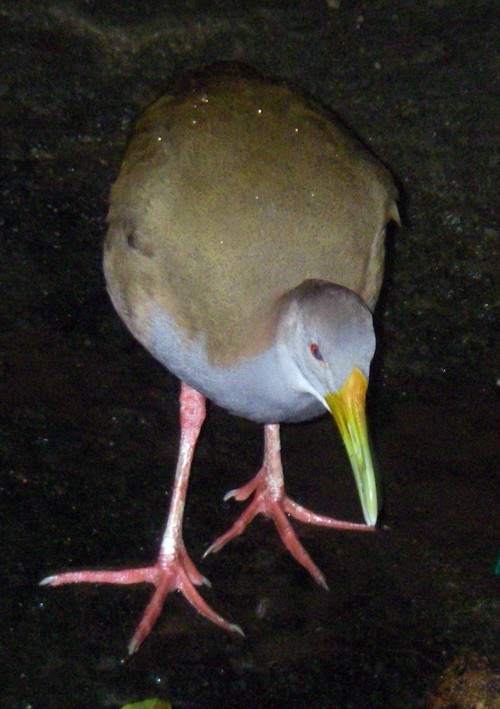Giant Wood Rail (Aramides ypecaha)