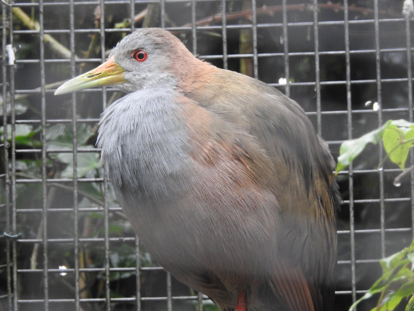 Giant Wood Rail (Aramides ypecaha)