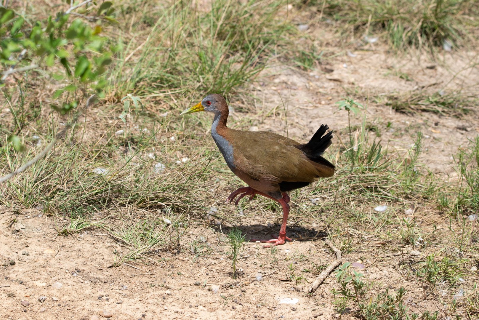 Giant Wood Rail (Aramides ypecaha)