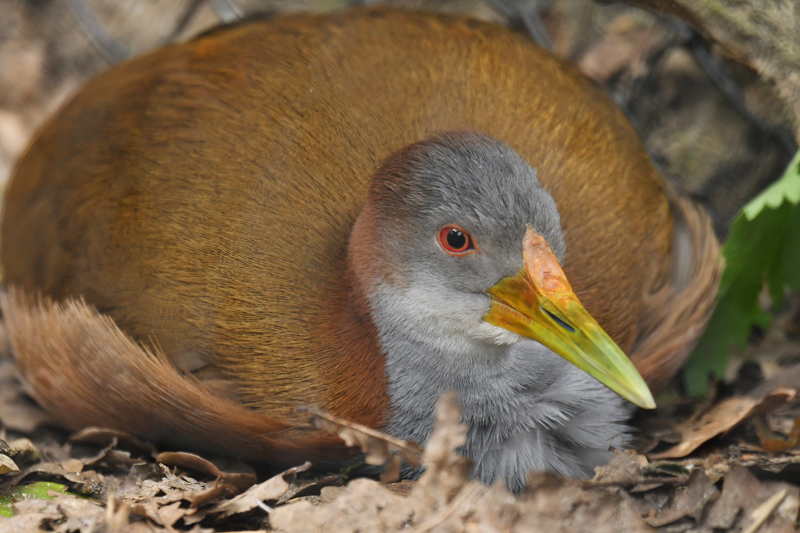 Giant wood rail (Aramides ypecaha)
