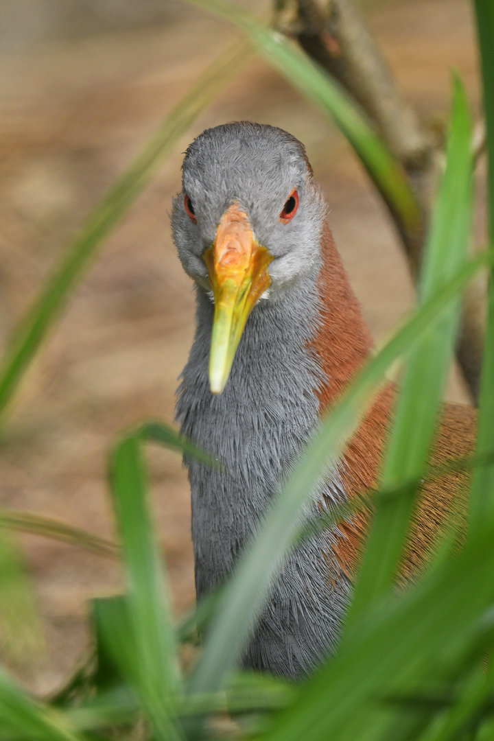 Giant wood rail (Aramides ypecaha)