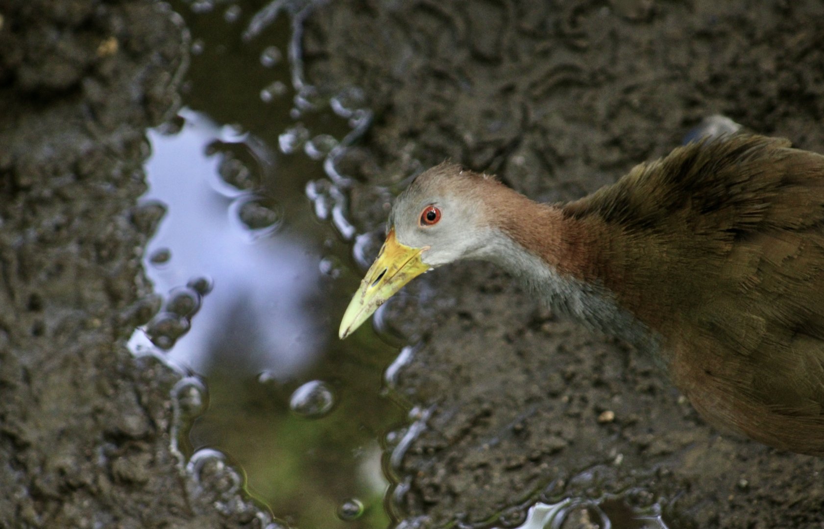 Giant Wood Rail (Aramides ypecaha)