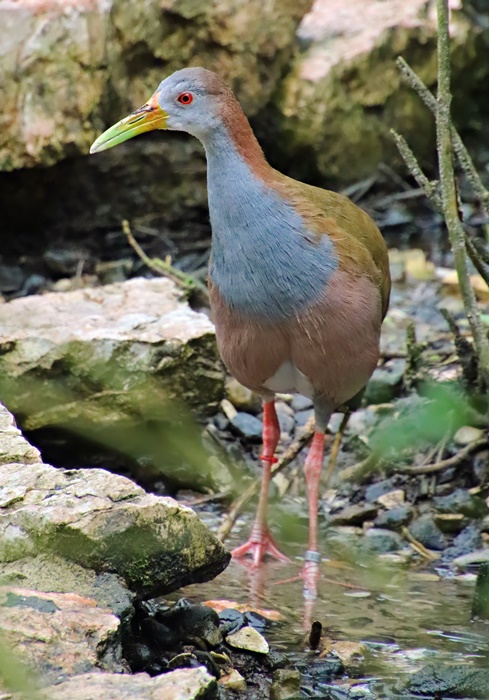 Giant wood rail (Aramides ypecaha)
