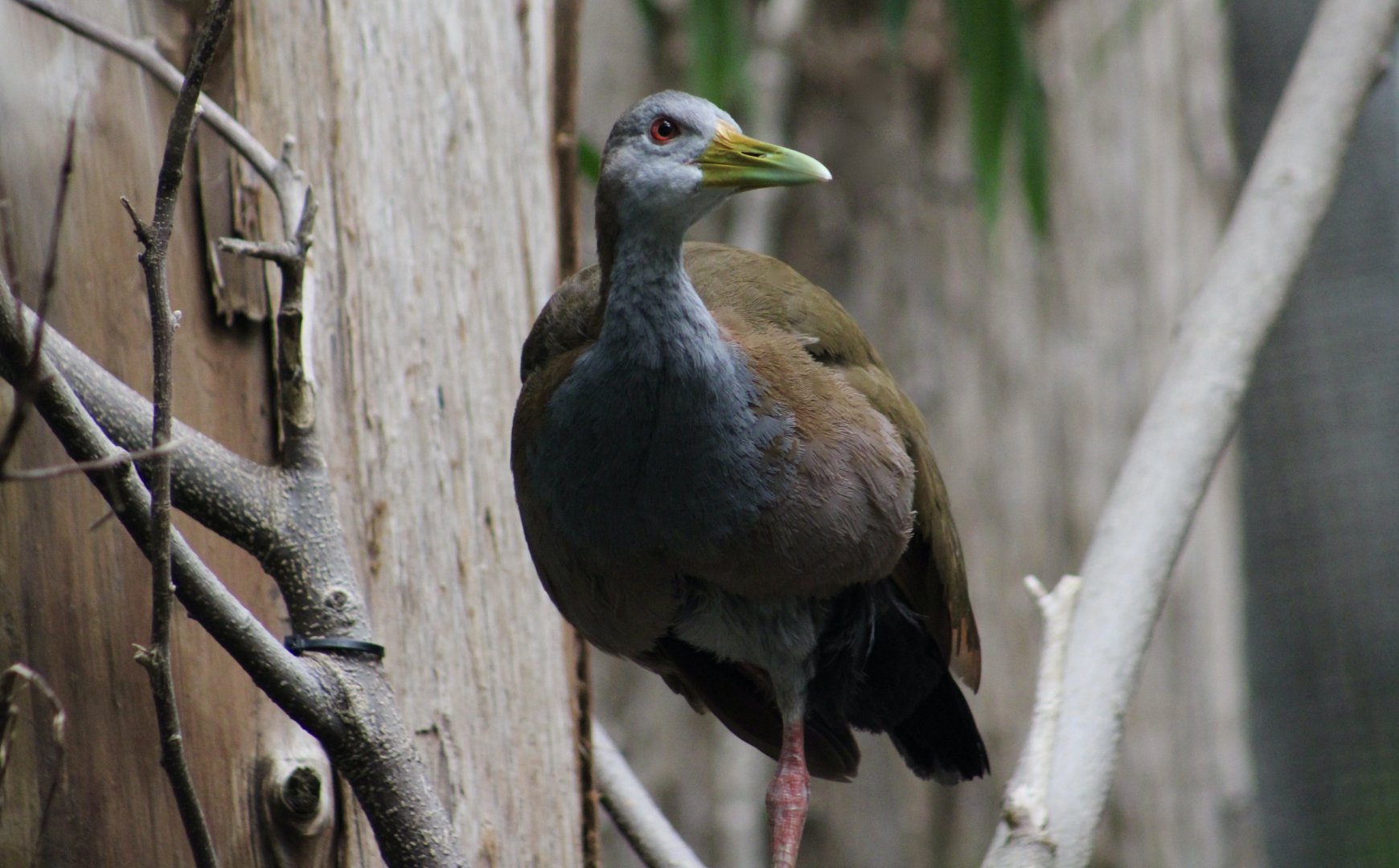 Giant Wood Rail (Aramides ypecaha)