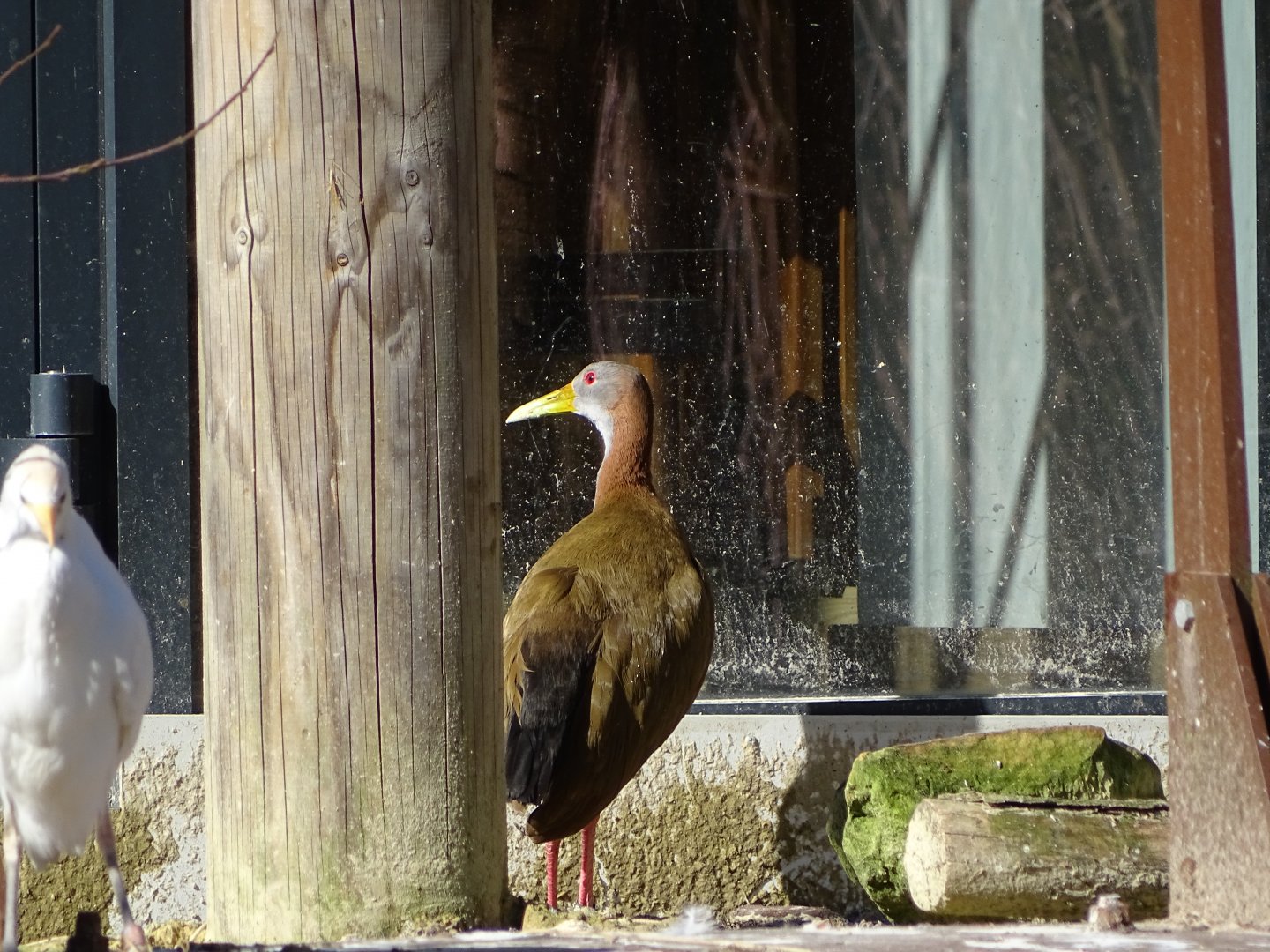 Giant wood rail (Aramides ypecaha)