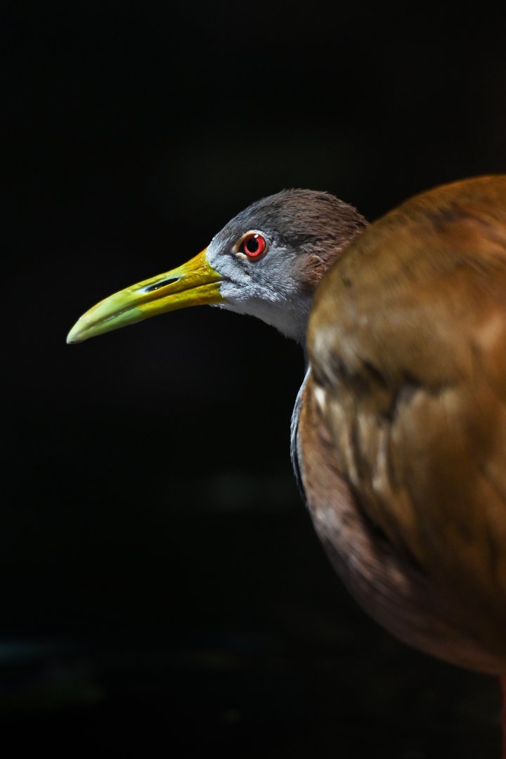 Giant wood-rail Aramides ypecaha