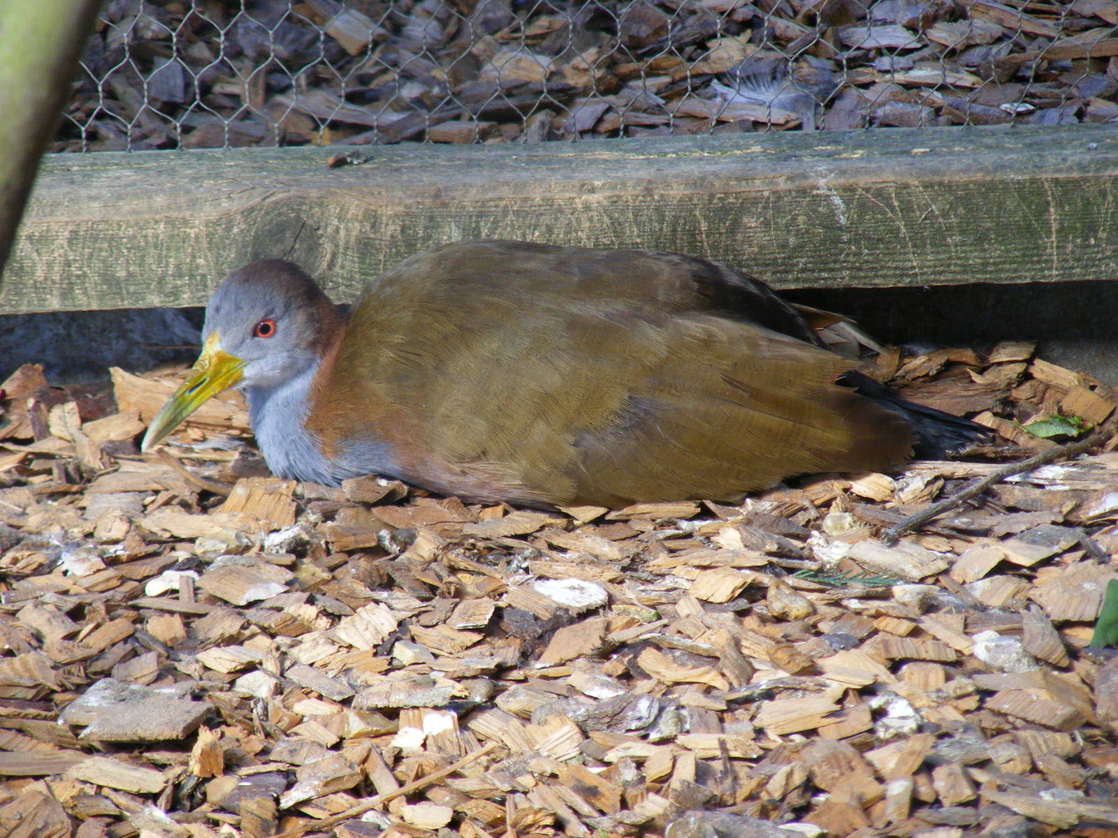 Giant wood rail at Hamerton Zoo, 12 September 2010