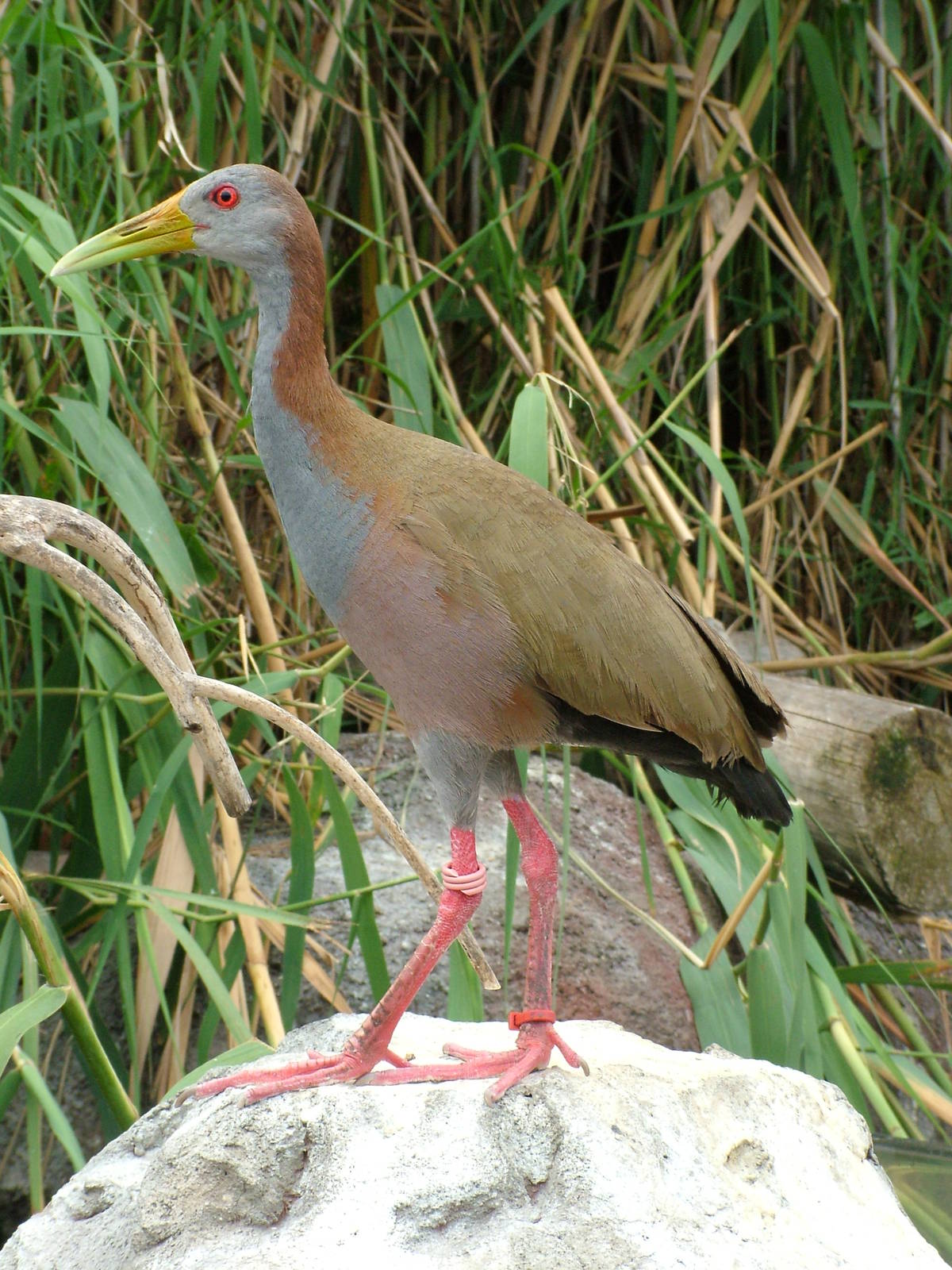 Giant Wood Rail at Oceanografic, 29/05/11