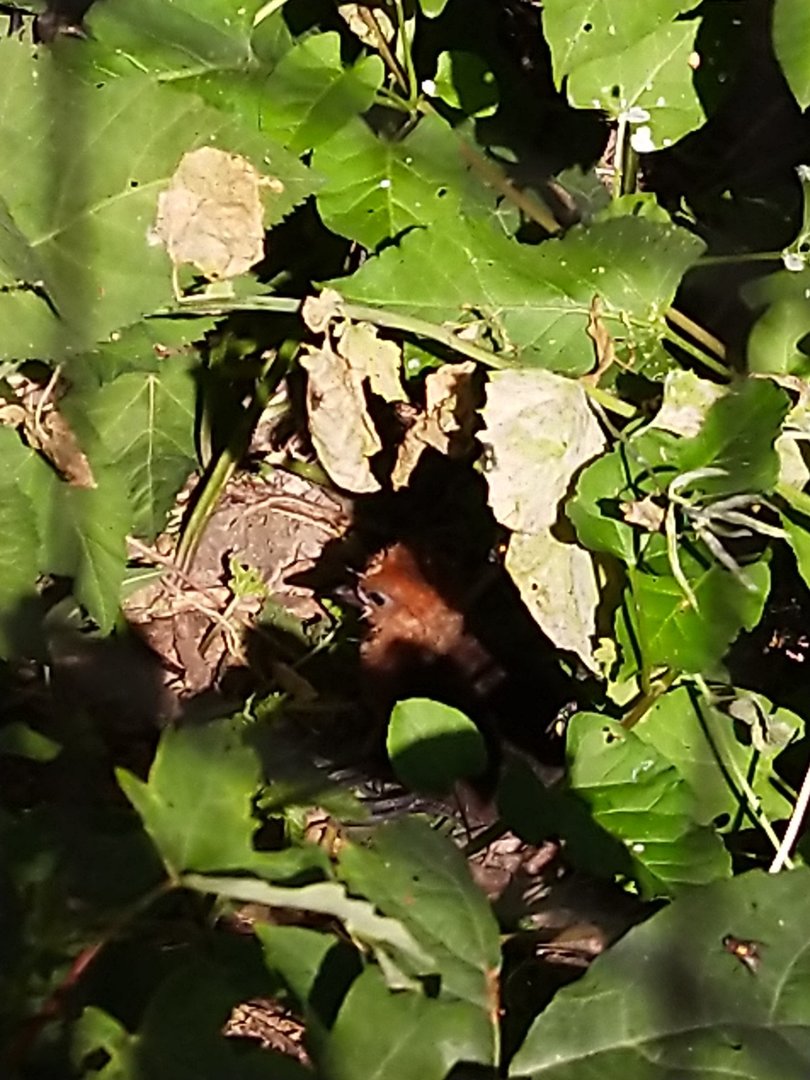Giant wood-rail chick (Aramides ypecaha)