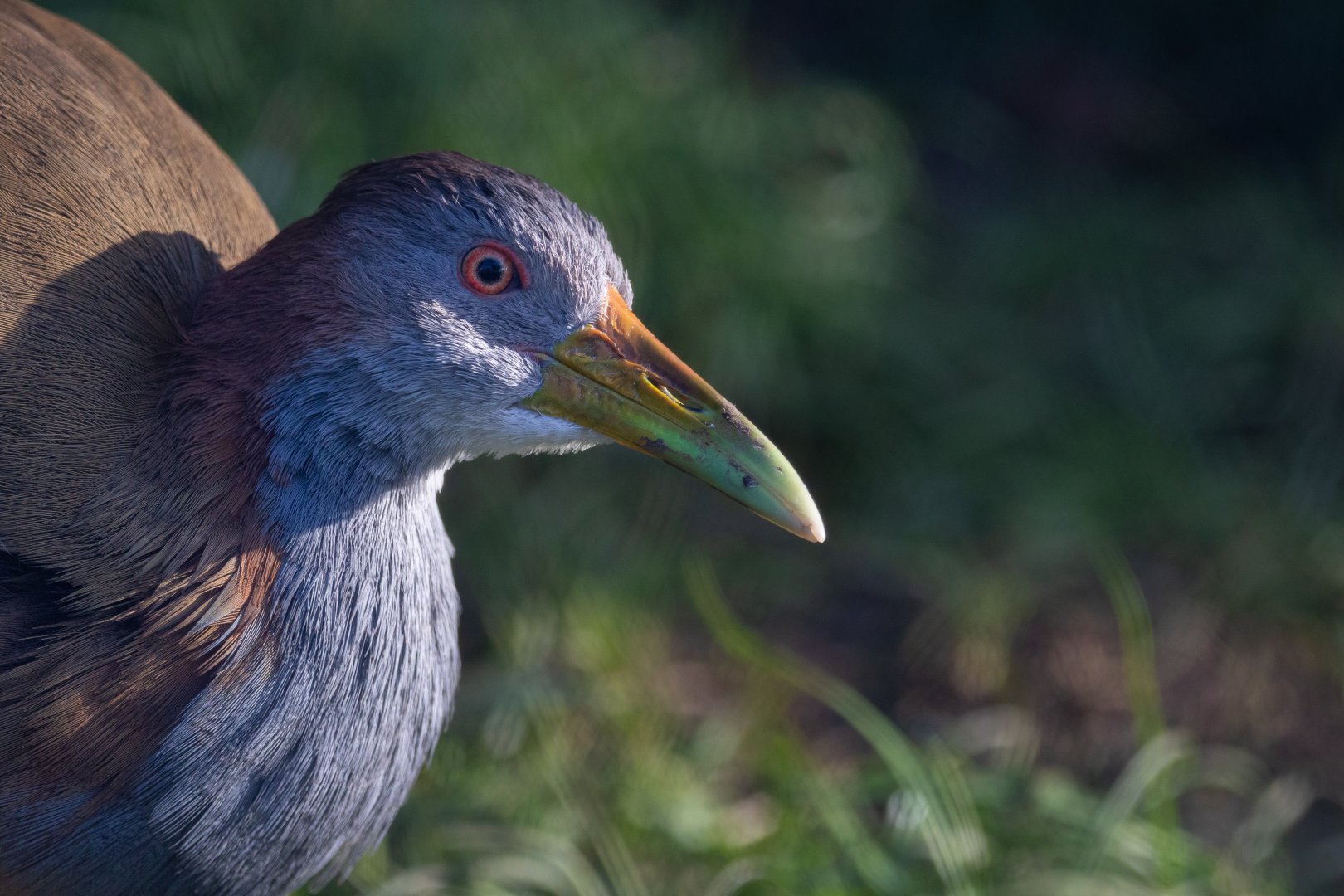 Giant Wood Rail / Hamerton / 13-11-19