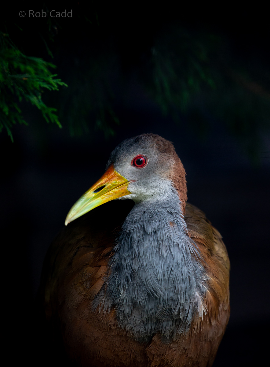 Giant wood-rail : Hamerton : 15 Aug 2020