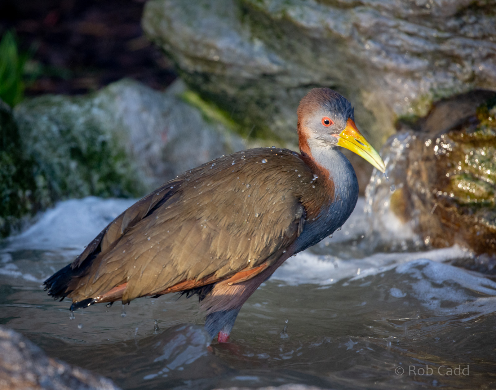 Giant wood-rail : Hamerton : 22 Dec 2018