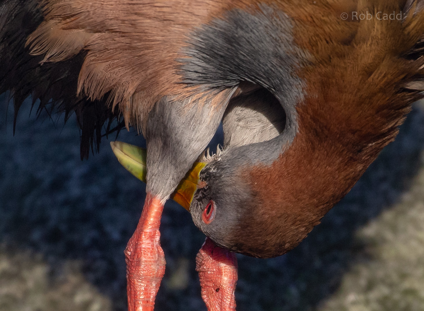 Giant wood-rail : Hamerton : 22 Dec 2018