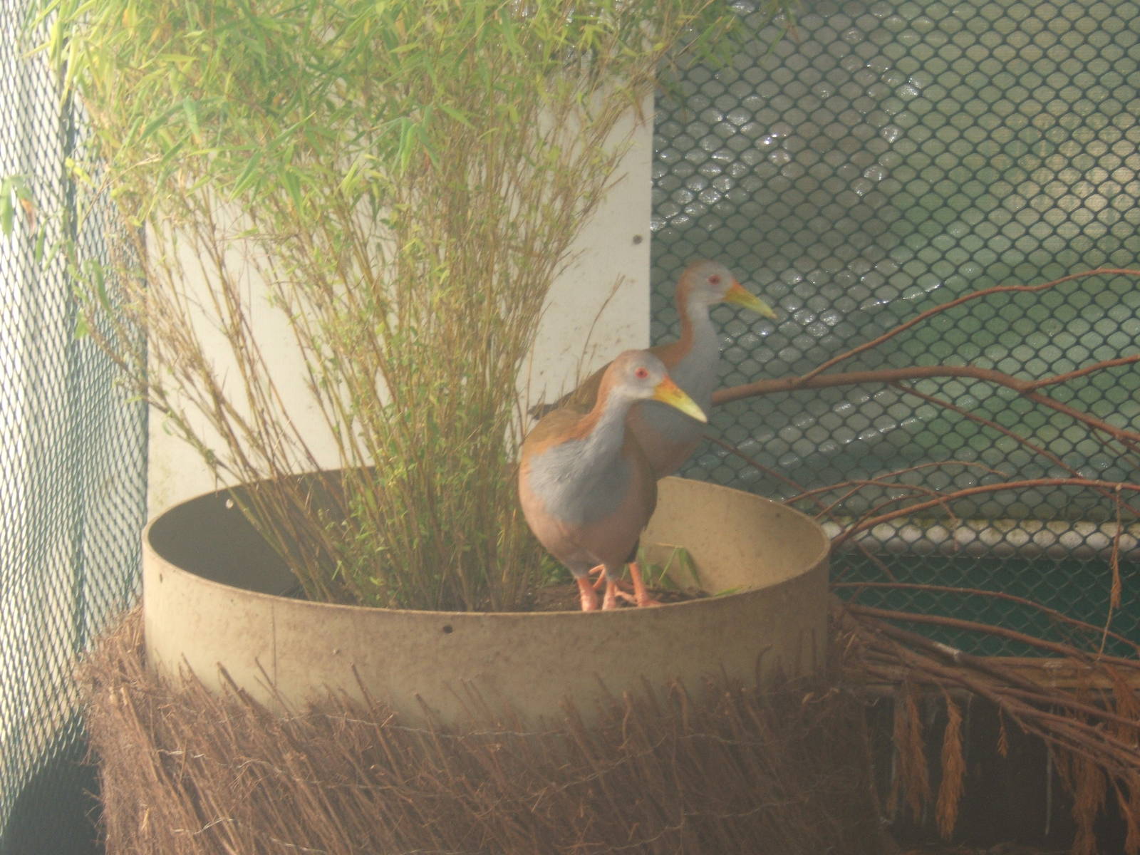 Giant Wood Rail inside Tropical House