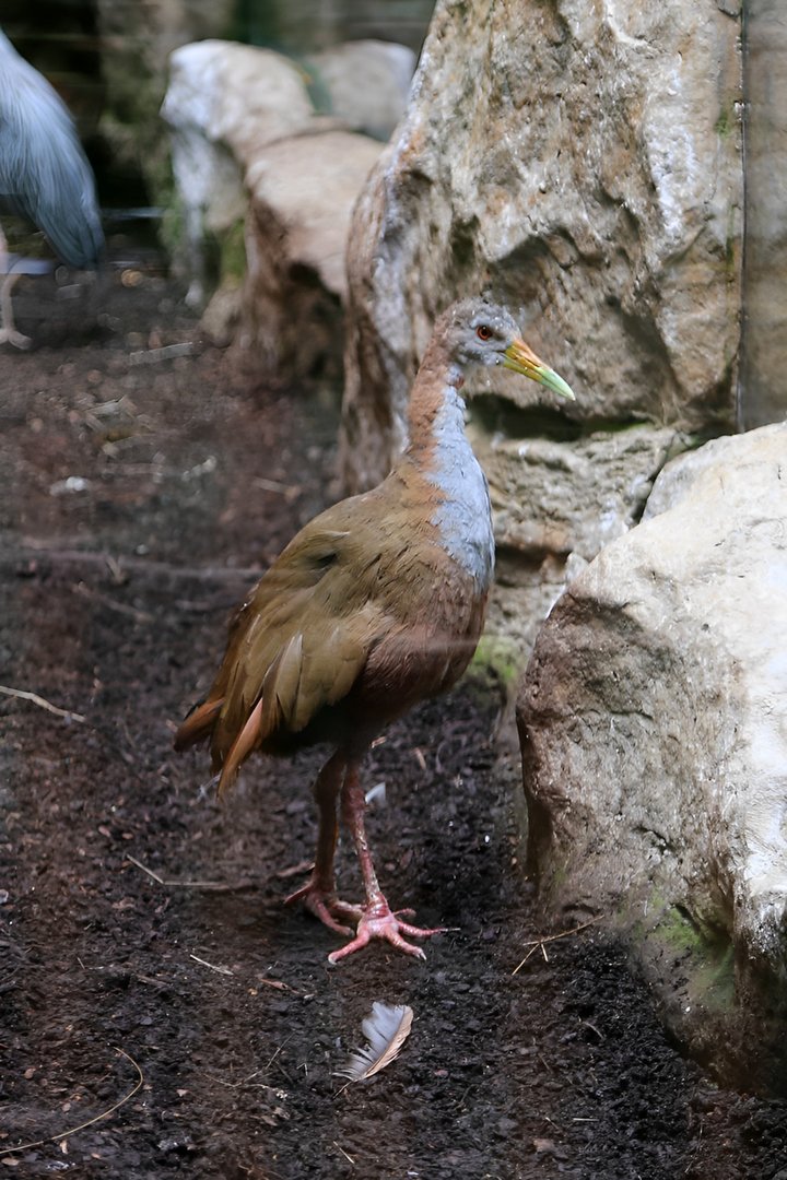 Giant Wood Rail, May 2018