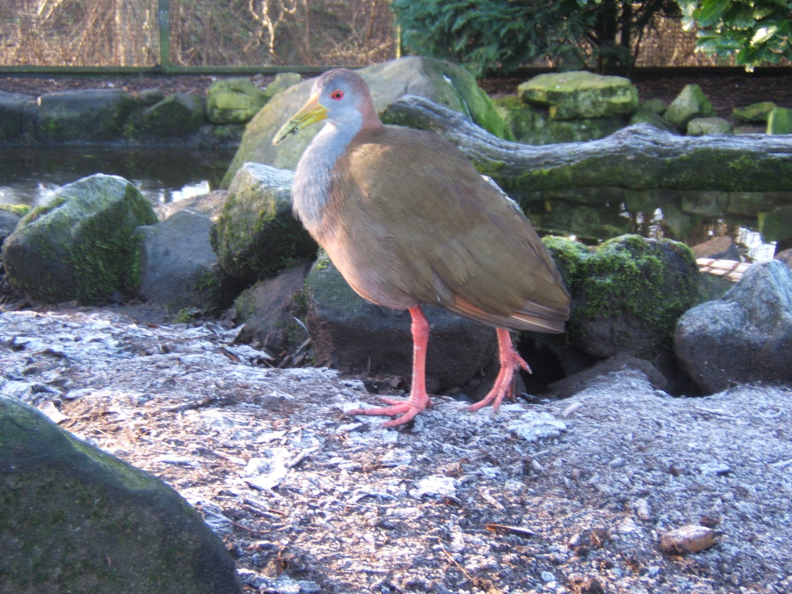 Giant Wood Rail