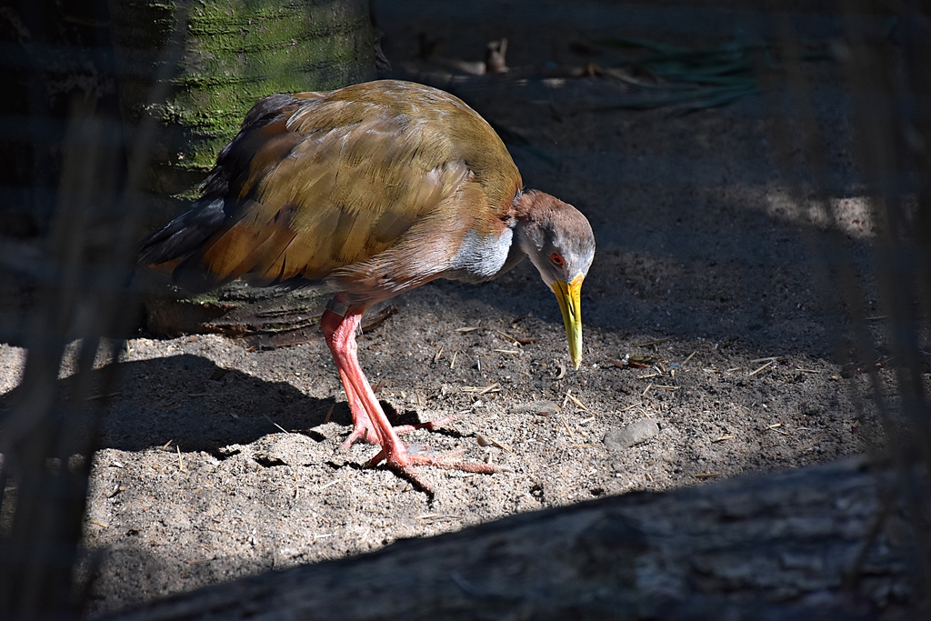 Giant Wood-rail
