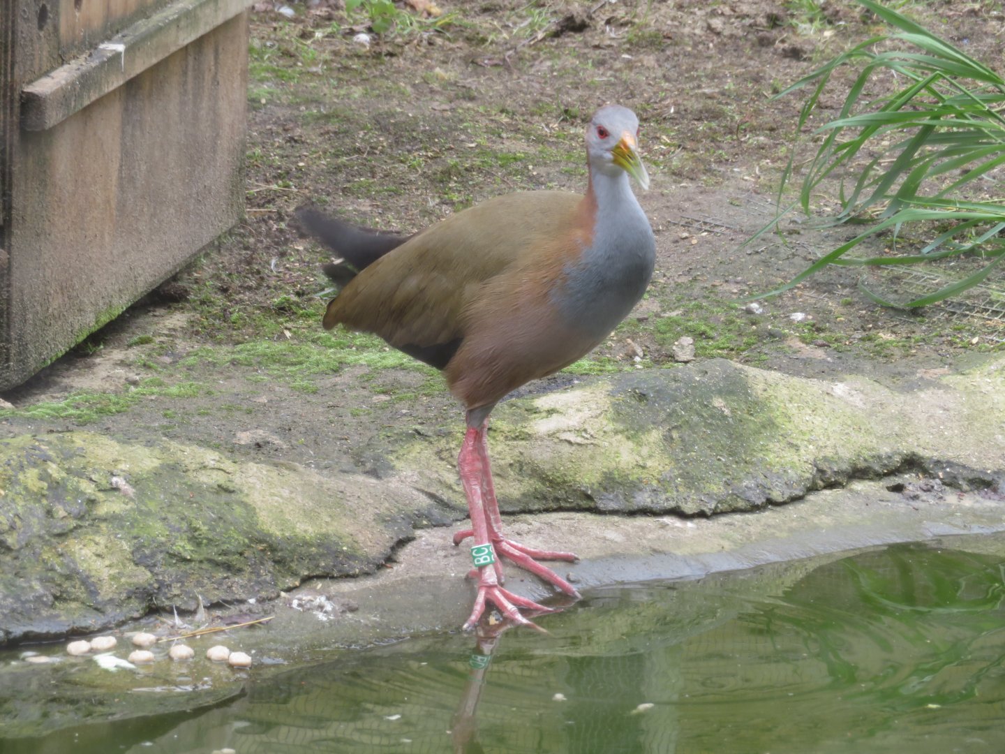 Giant wood rail