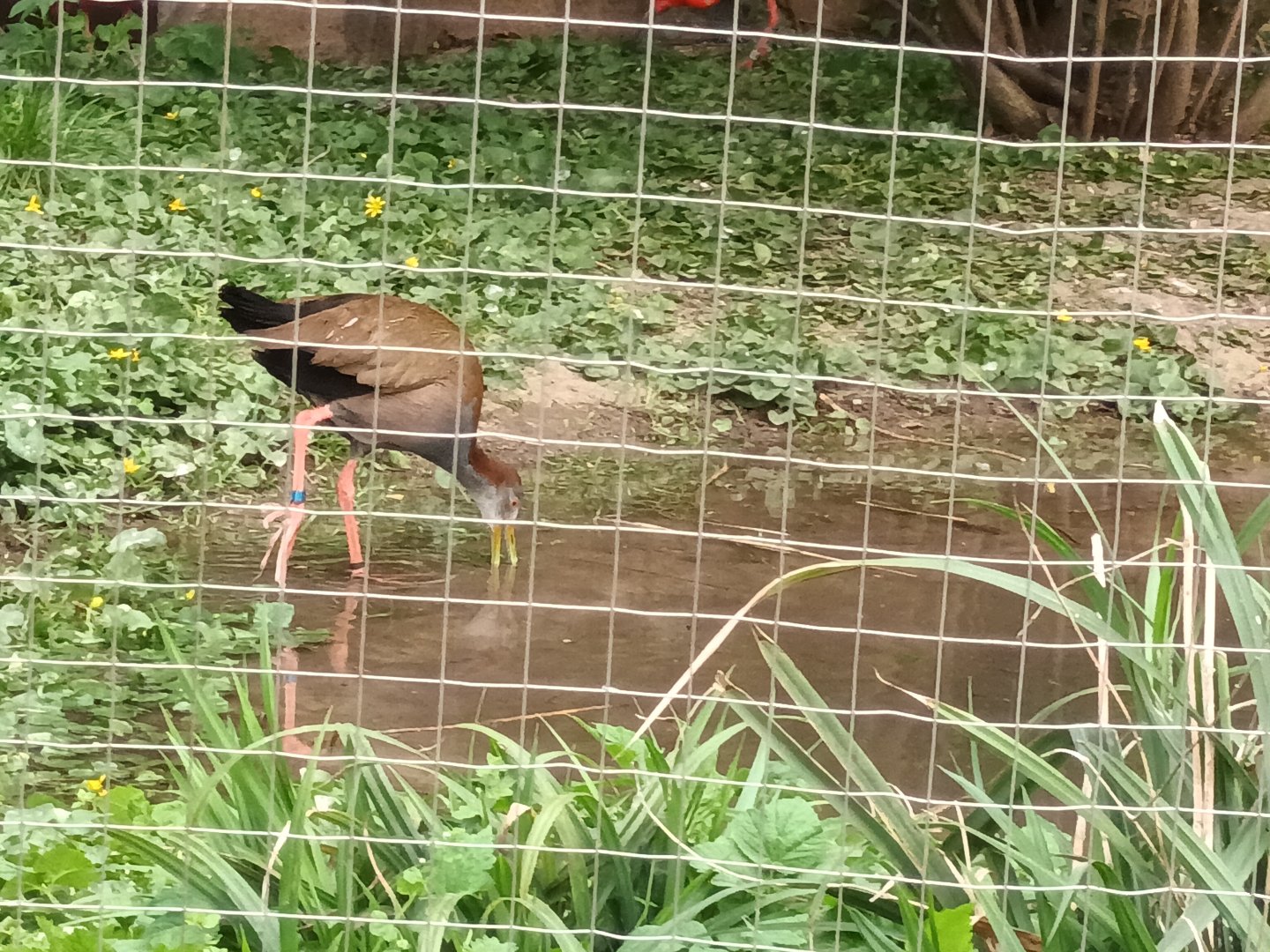 Giant Wood Rail