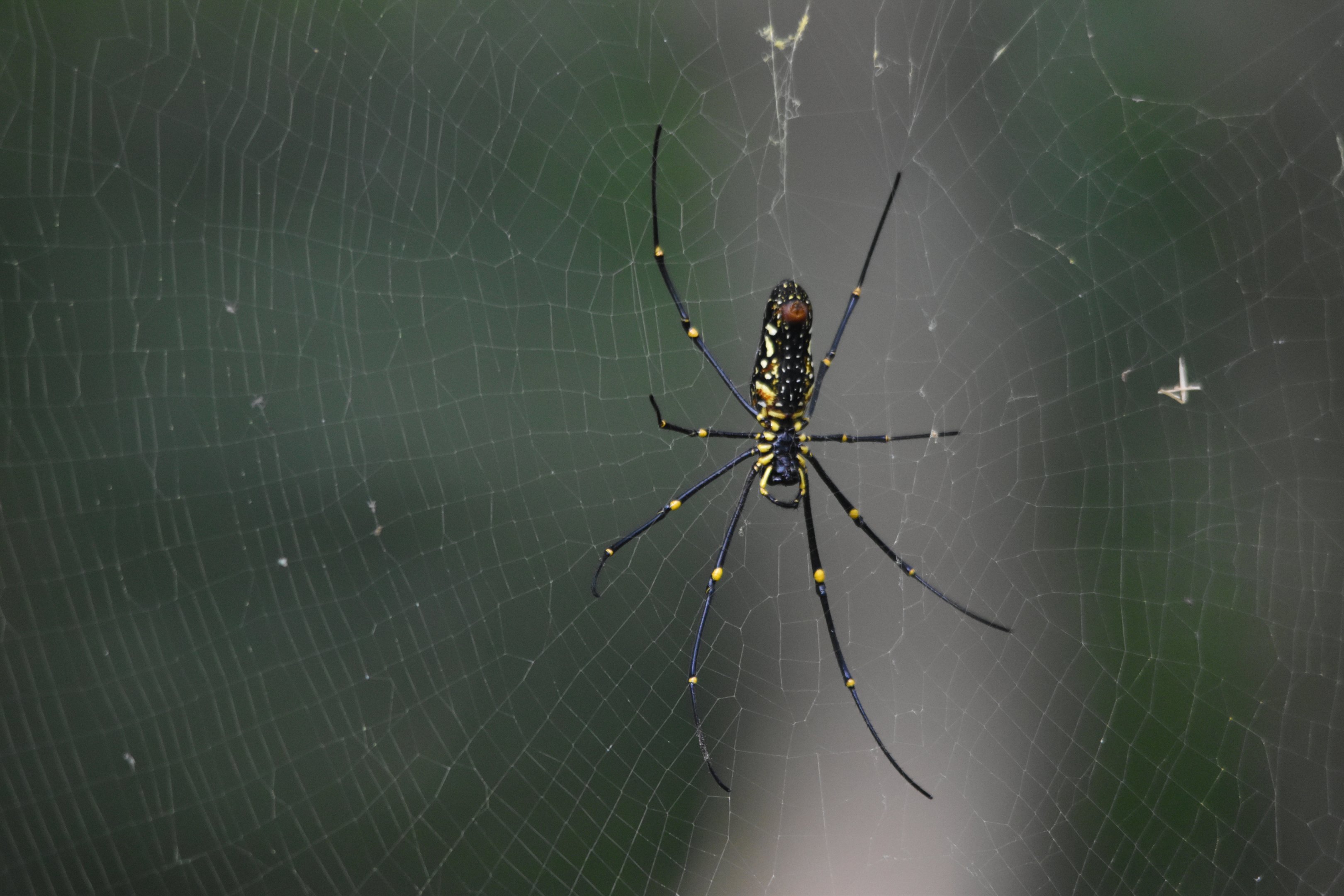 Giant Wood Spider, Kabini River Lodge, 19th November 2024