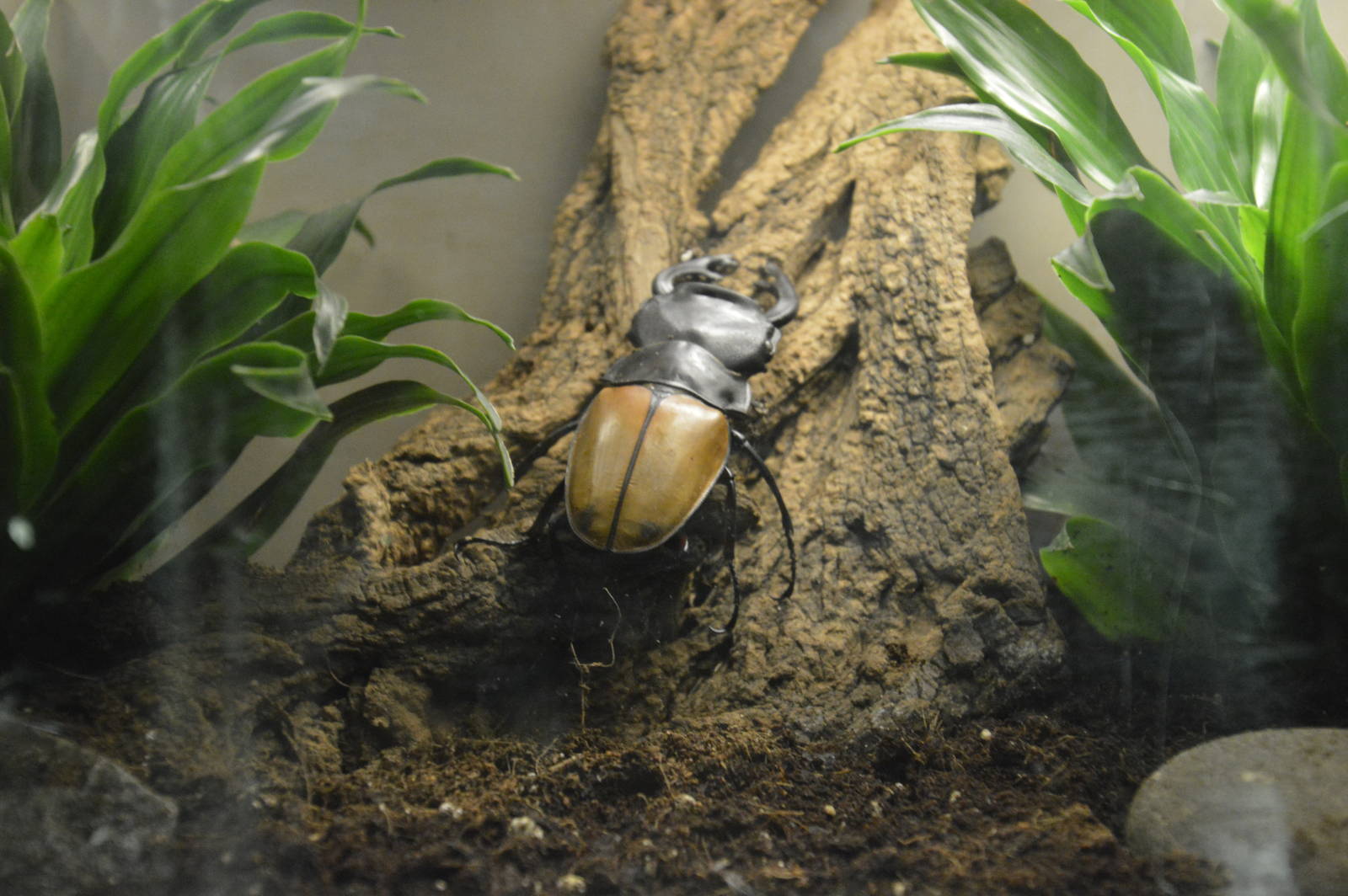 Giant Yellow Stag Beetle - Jungle World 031215