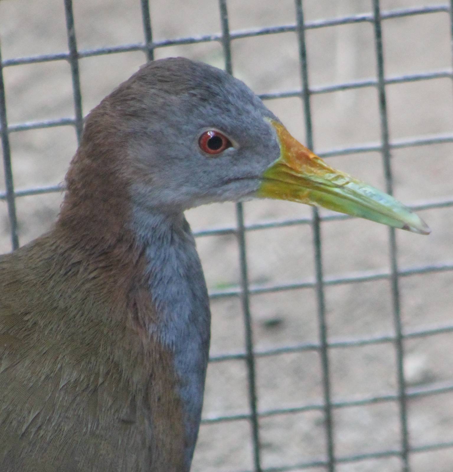 Giant - Ypacaha - wood rail