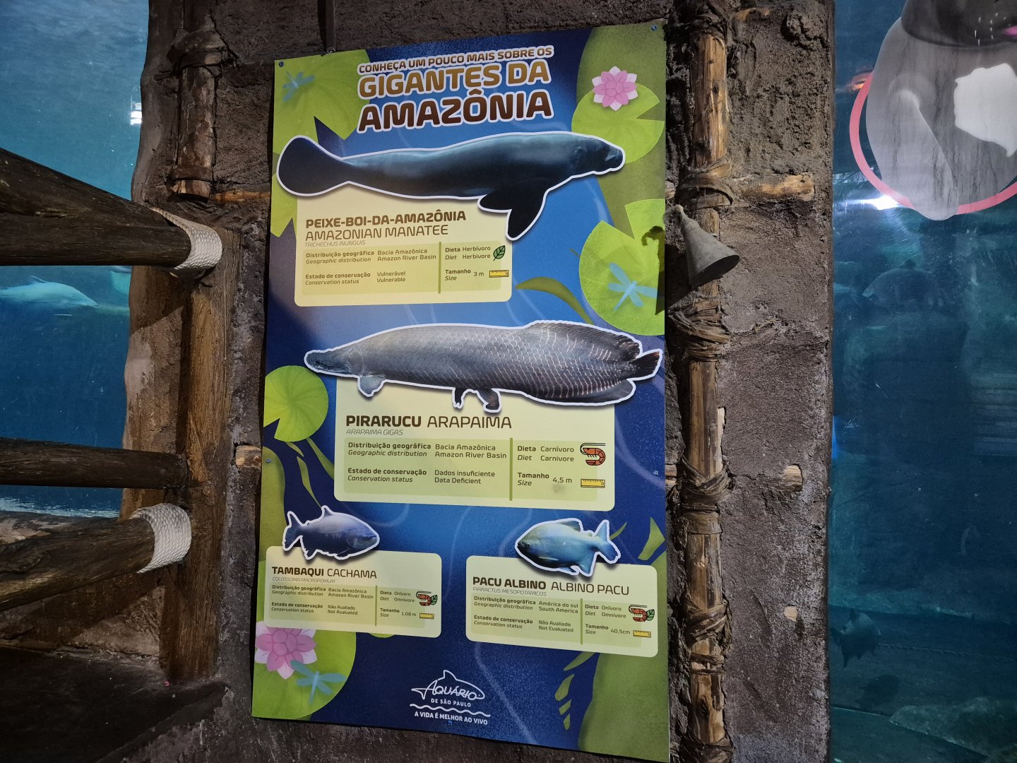 Giants of Amazon Display