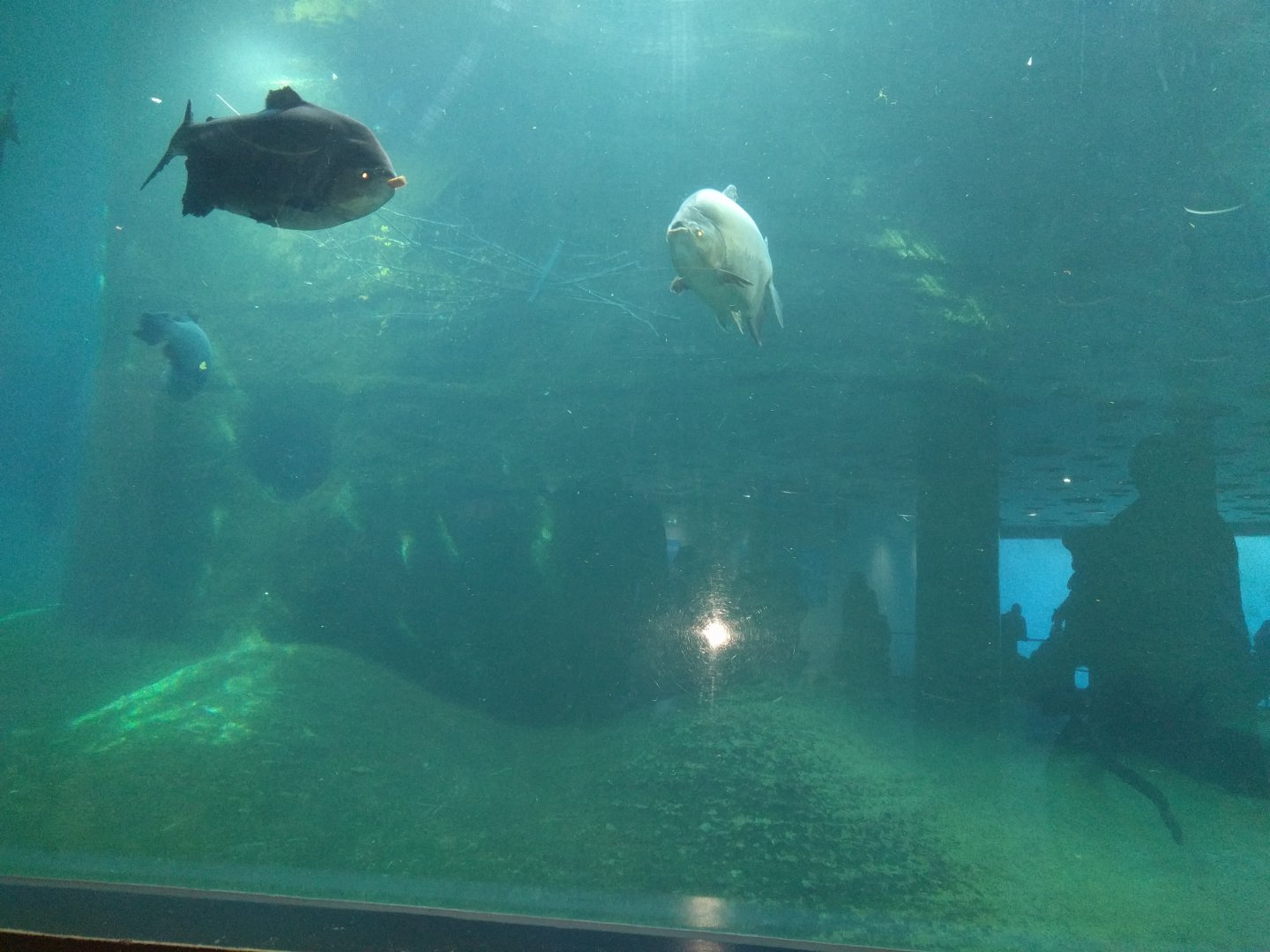 Giants of the Amazon Tank