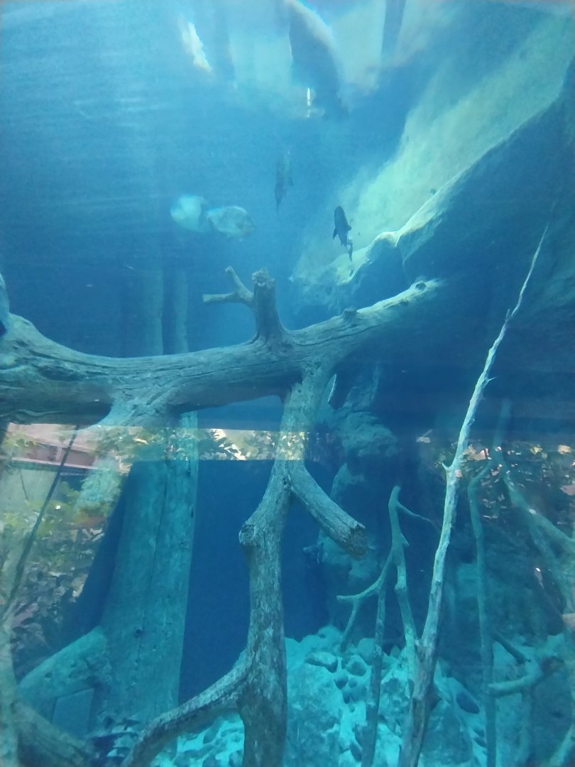 Giants of the Amazon