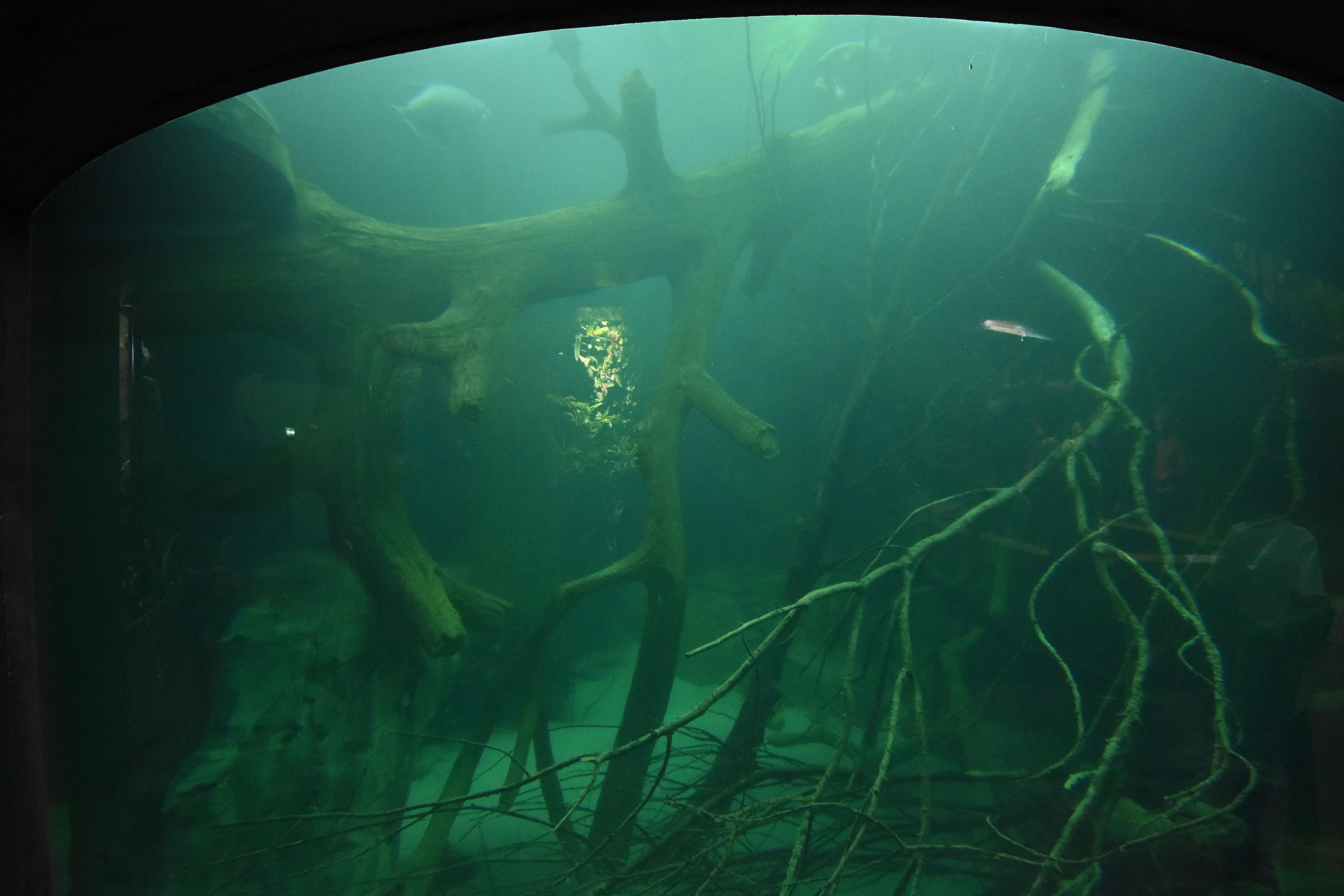 Giants of the forest