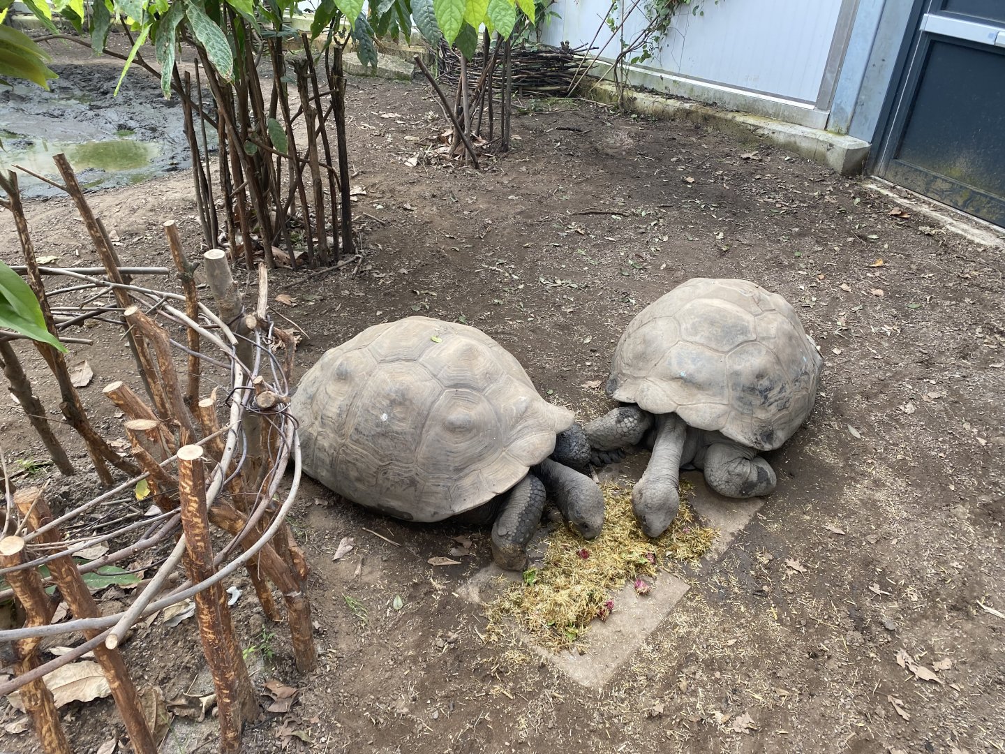 Giants of the Galapagos 180322