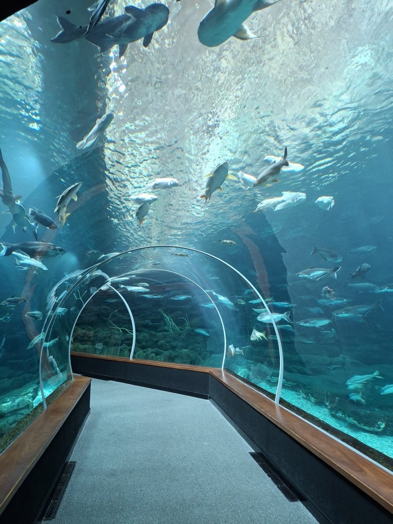 Giants of the Rivers tank